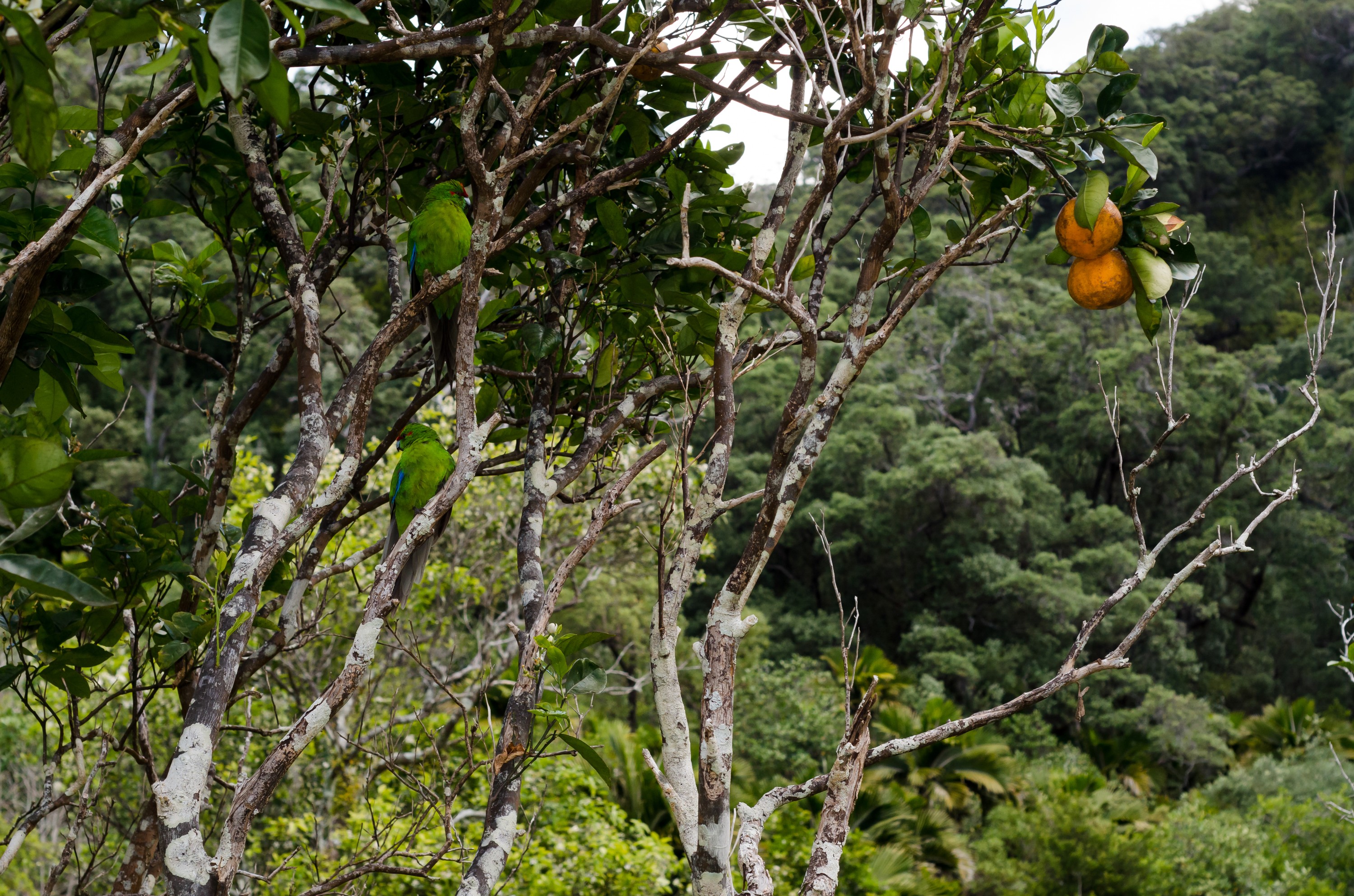 DSC_9562 – Bell family, Cyanoramphus novaezelandiae, Flora, Forest, Kermadecs, Native, Parakeet, Psittacidae, Rangitahua, Raoul, Red-crowned Parakeet, Sunday Island, bird, endemic, historic, kakariki, kermadec, orange tree, plant, relict