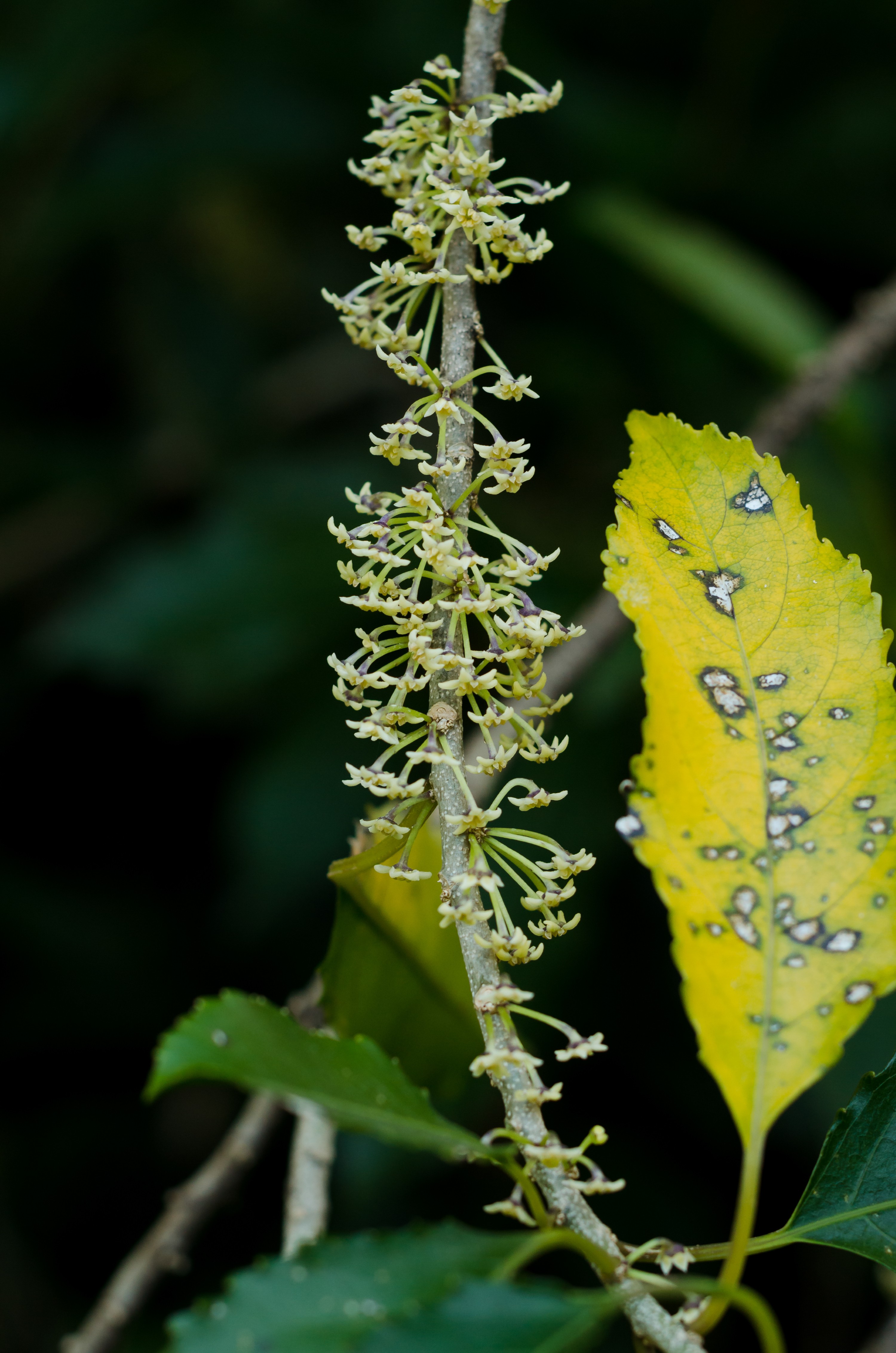 DSC_9574-2 – Flora, Forest, Kermadecs, Mahoe, Melicytus ramiflorus, Native, Rangitahua, Raoul, endemic, hinahina, kermadec, plant