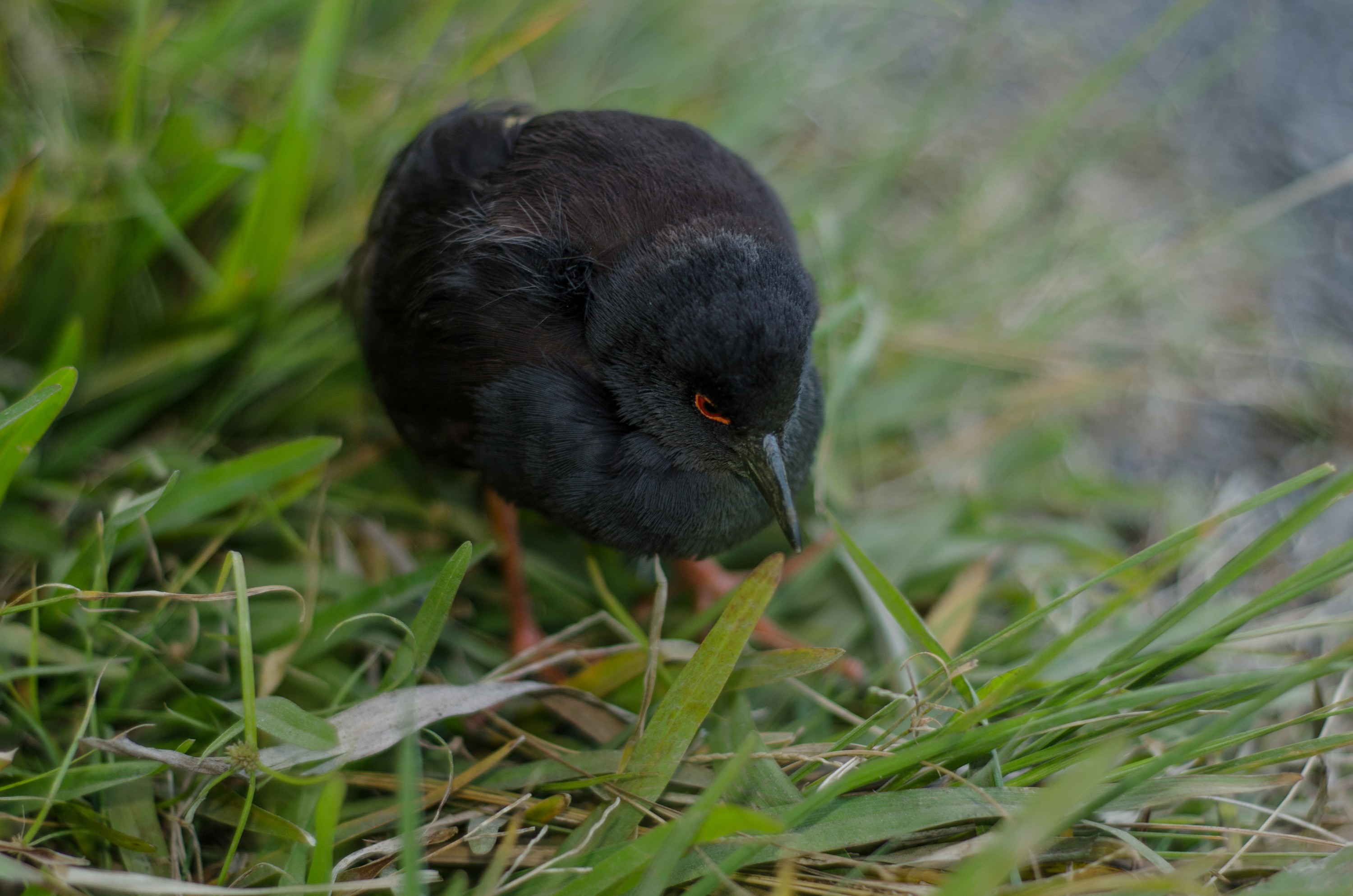 DSC_9635 – Crake, Kermadecs, Porzana tabuensis, Rallidae, Rangitahua, Raoul, Spotless crake, Sunday Island, bird, kermadec