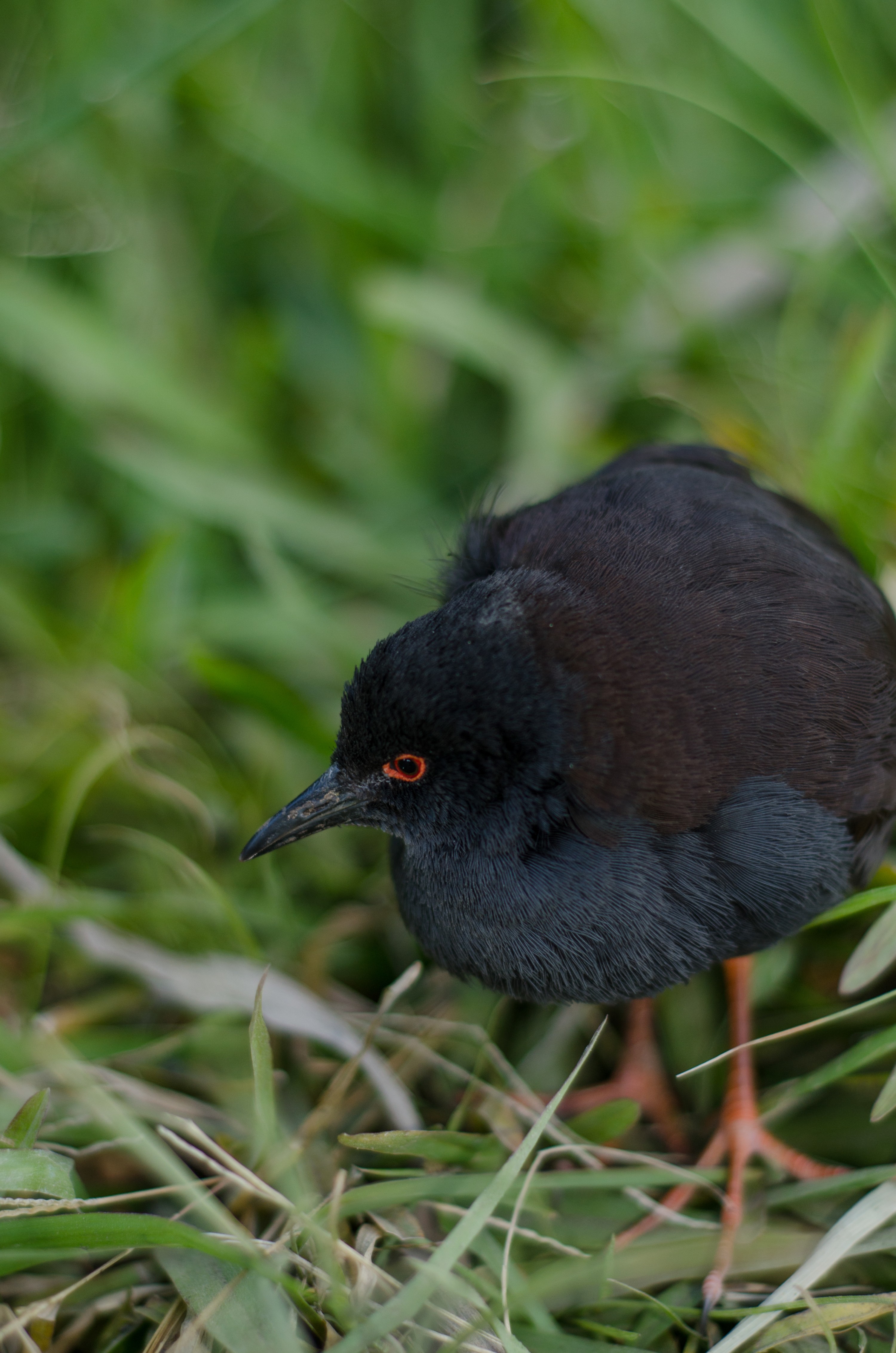 DSC_9636-2 – Crake, Kermadecs, Porzana tabuensis, Rallidae, Rangitahua, Raoul, Spotless crake, Sunday Island, bird, kermadec