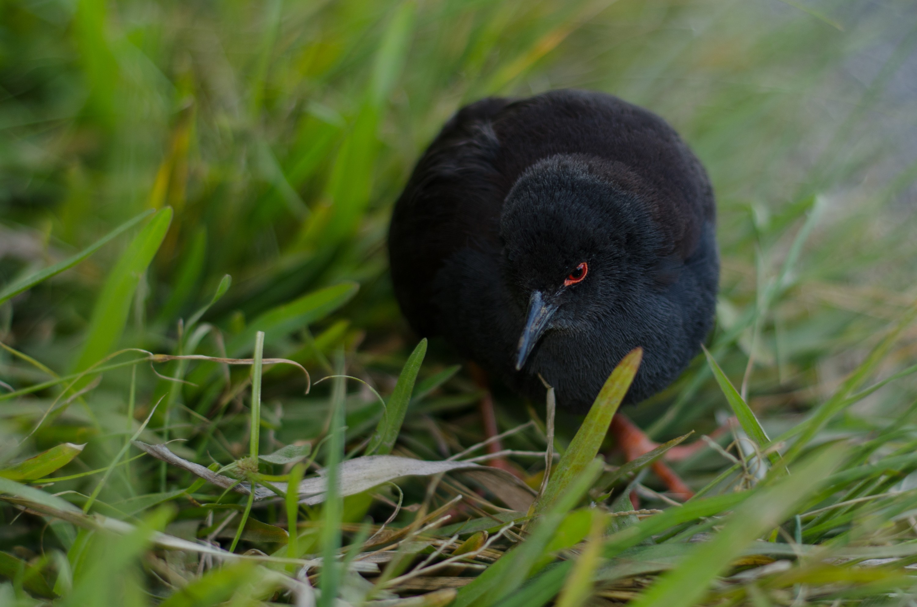 DSC_9641 – Crake, Kermadecs, Porzana tabuensis, Rallidae, Rangitahua, Raoul, Spotless crake, Sunday Island, bird, kermadec