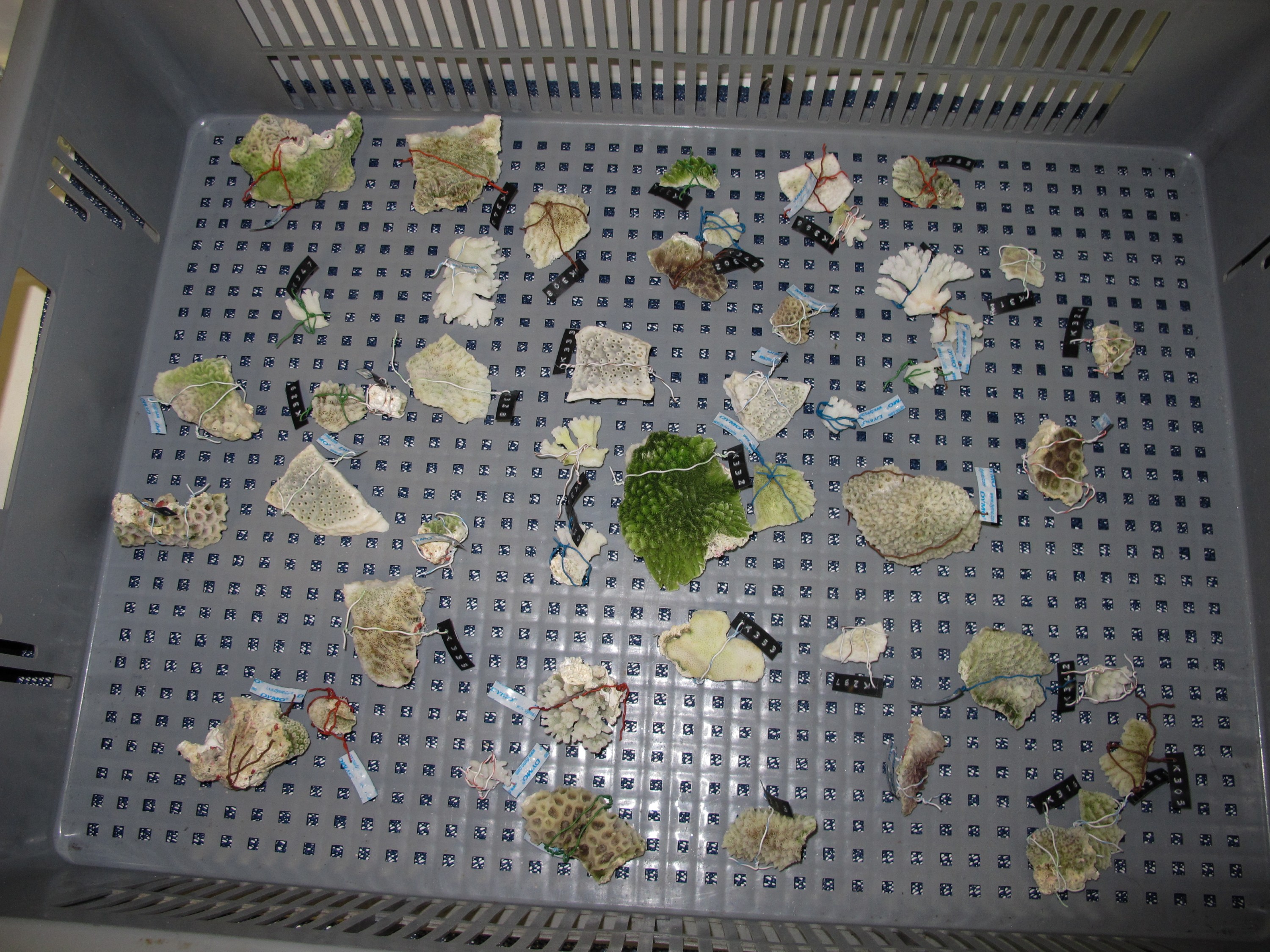 IMG_9425 – 2016, Kermadec, NIWA, New, October 16, RV, Zealand, crispin, expedition, kermadecs, marine, nz, ocean, reserve, sanctuary, seacology, seacologynz, tangaroa