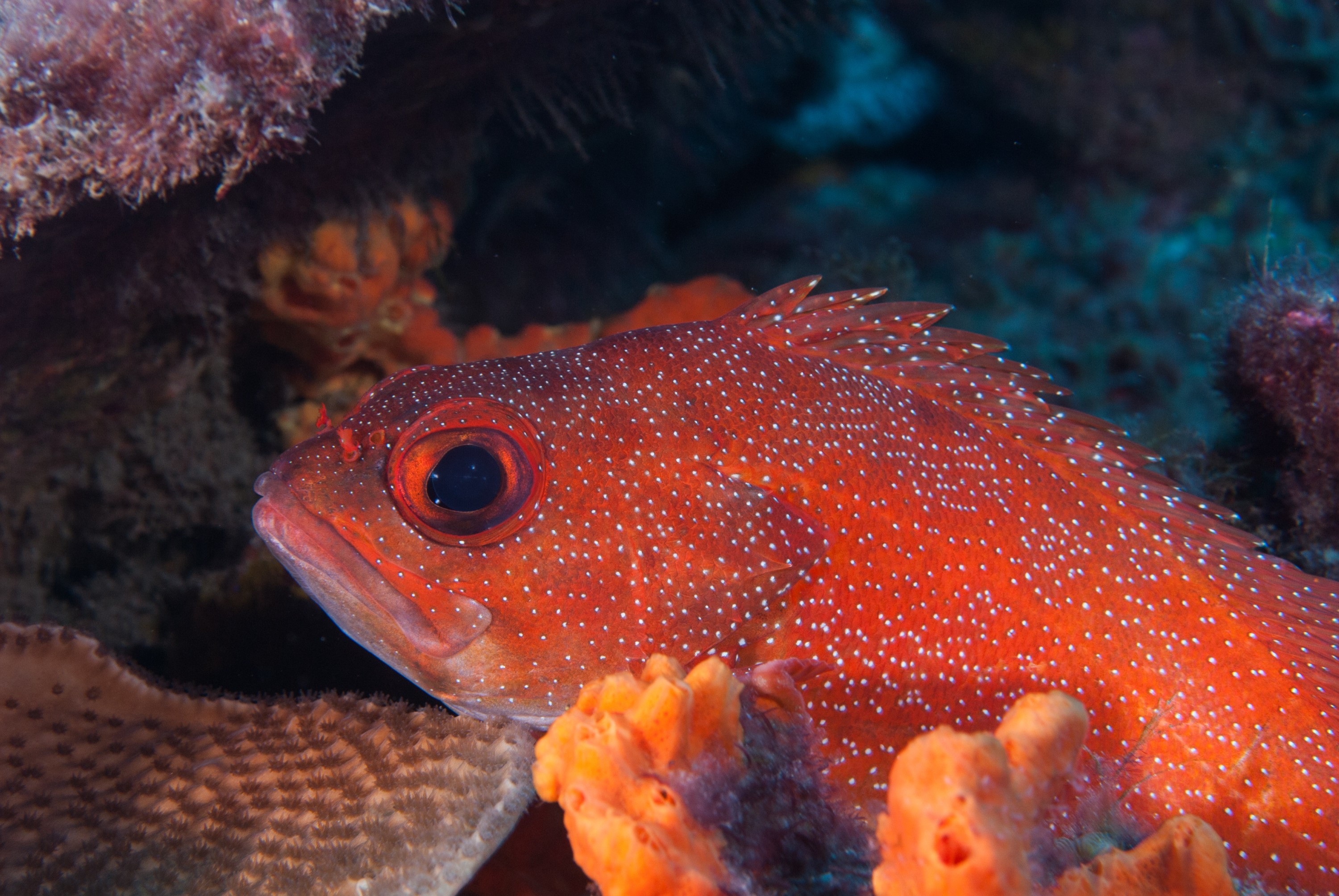 _JFG2341 – kermadec, islands, kermadecs, dive, images, remote, doc, sub tropical, subtropical, sub-tropical, marine, reserve, expedition, lust for rust, mesley, crispin, nz, new, zealand, new zealand, Toadstool, toad, stool, toad stool, Grouper, Trachypoma, macracanthus, crispin, Kermadecs 13,
