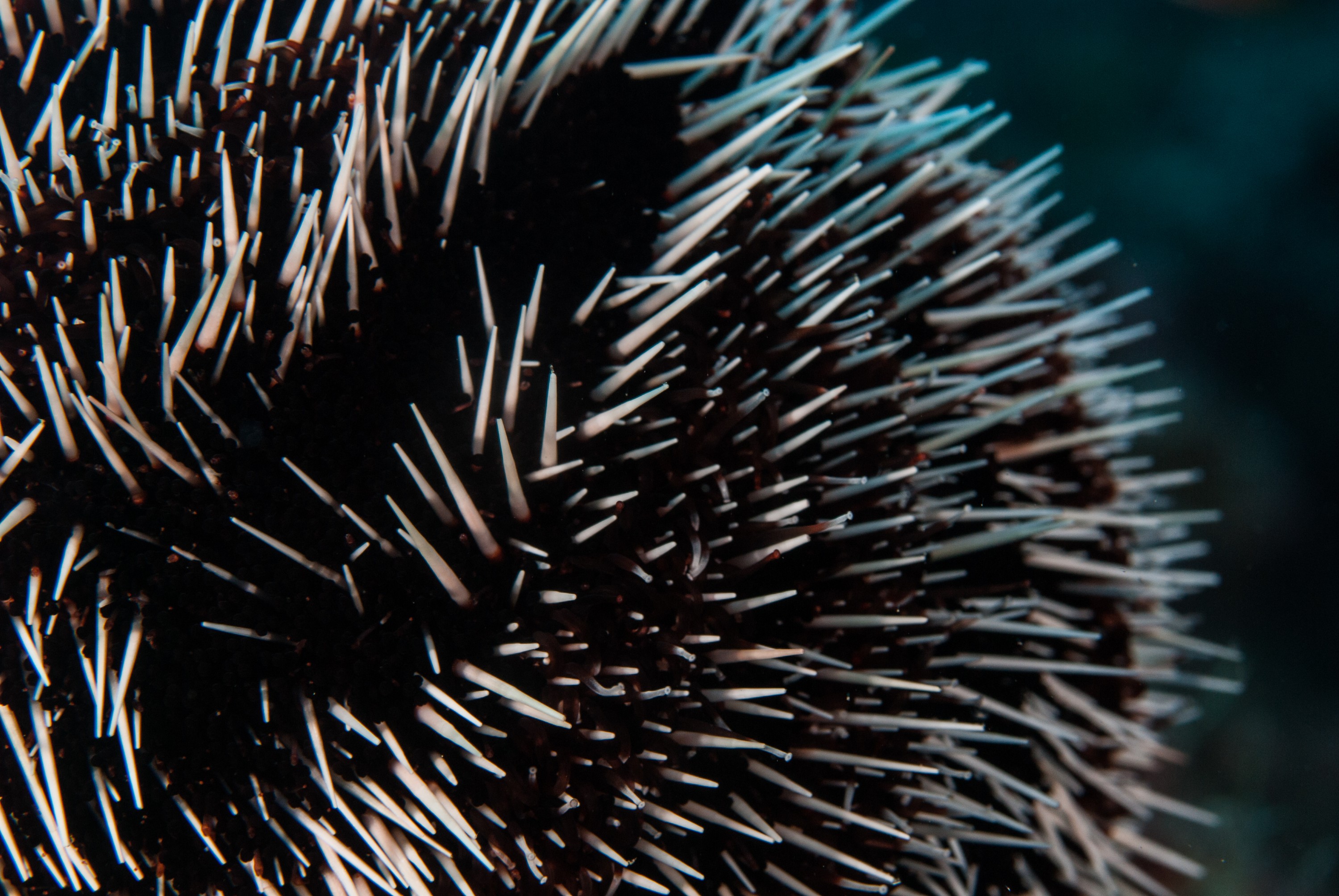 _JFG2357 – kermadec, islands, kermadecs, dive, images, remote, doc, sub tropical, subtropical, sub-tropical, marine, reserve, expedition, lust for rust, mesley, crispin, nz, new, zealand, new zealand, White-spined, urchin, Tripneustes, gratilla, white, spined, crispin, Kermadecs 13,