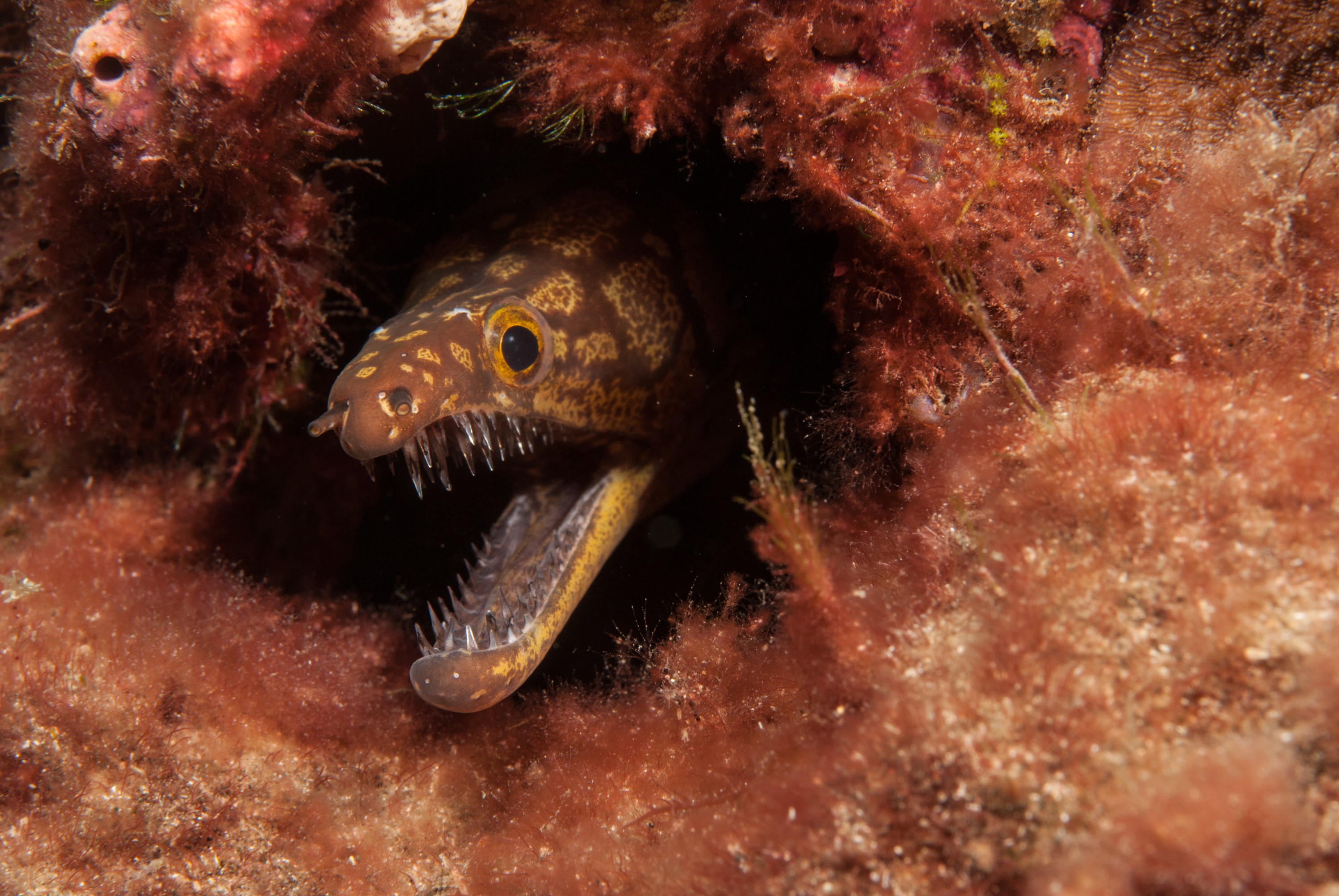 _JFG2372 – kermadec, islands, kermadecs, dive, images, remote, doc, sub tropical, subtropical, sub-tropical, marine, reserve, expedition, lust for rust, mesley, crispin, nz, new, zealand, new zealand, unknown, moray, eel, crispin, Kermadecs 13,
