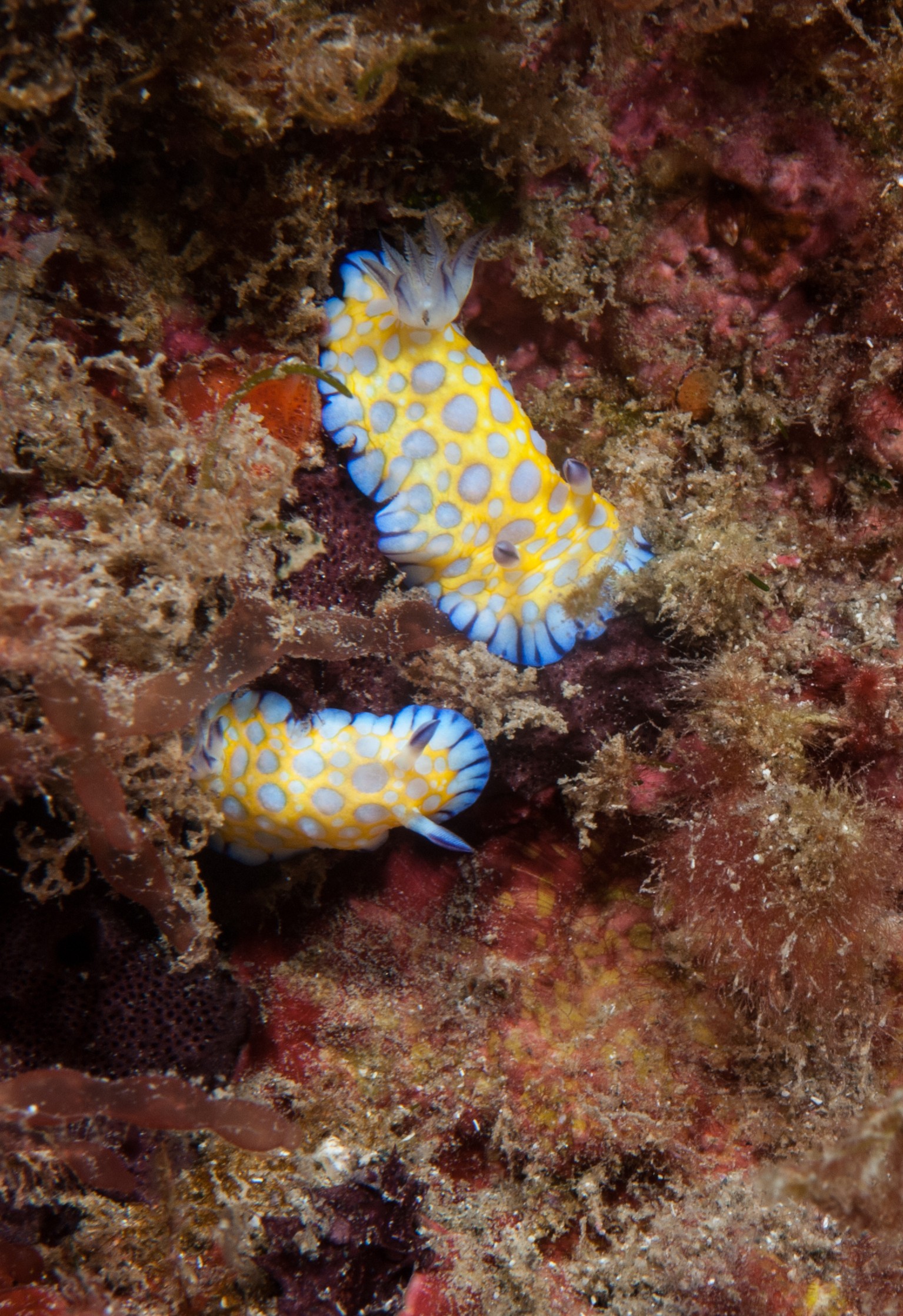 _JFG2375 – kermadec, islands, kermadecs, dive, images, remote, doc, sub tropical, subtropical, sub-tropical, marine, reserve, expedition, lust for rust, mesley, crispin, nz, new, zealand, new zealand, unknwon, nudibranch, seaslug, sea, slug, crispin, Kermadecs 13,Chromodoris, roboi, Tooth-edged, chromodoris, doris