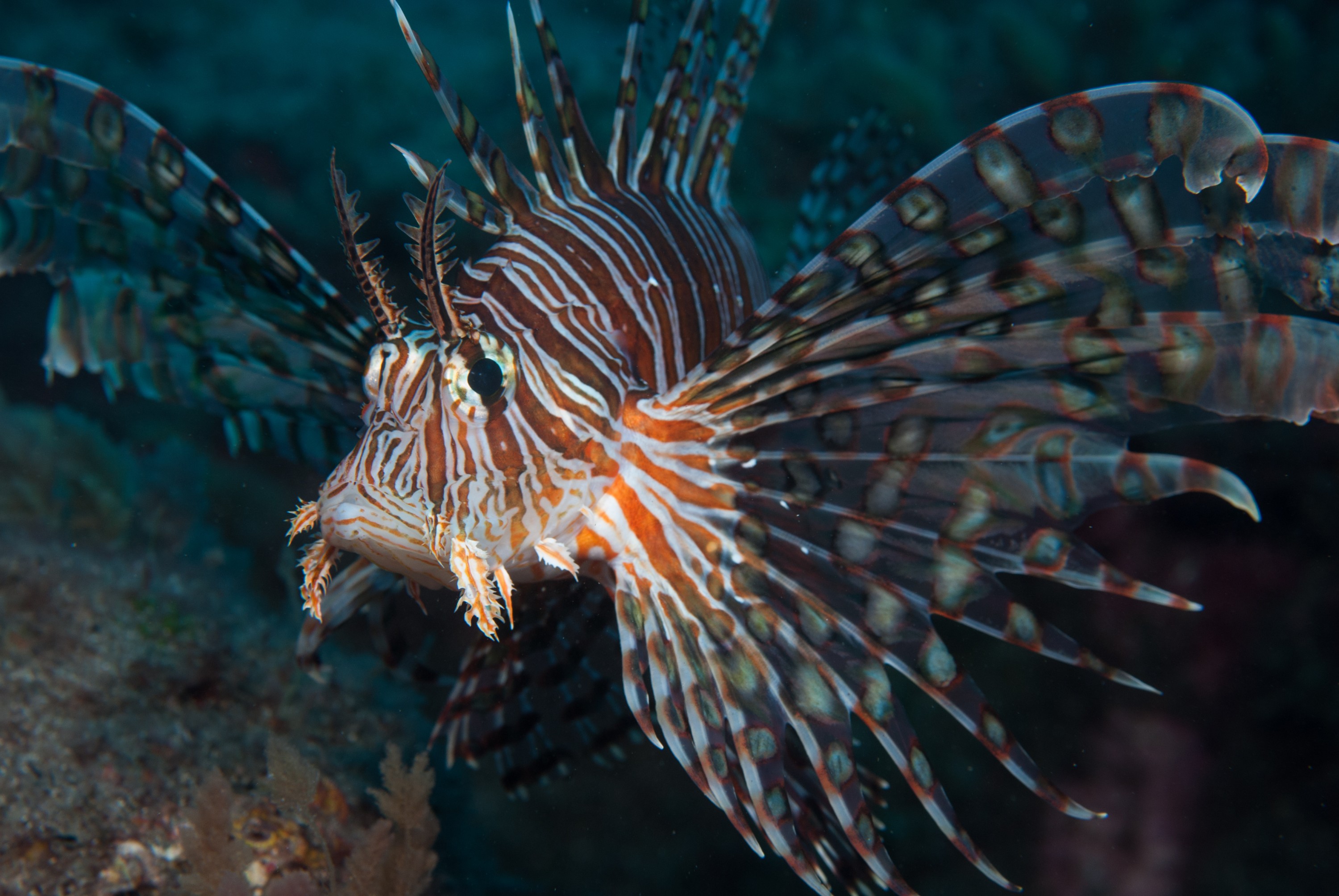 _JFG2384 – kermadec, islands, kermadecs, dive, images, remote, doc, sub tropical, subtropical, sub-tropical, marine, reserve, expedition, lust for rust, mesley, crispin, nz, new, zealand, new zealand, Lionfish, Pterois, volitan, crispin, Kermadecs 13,