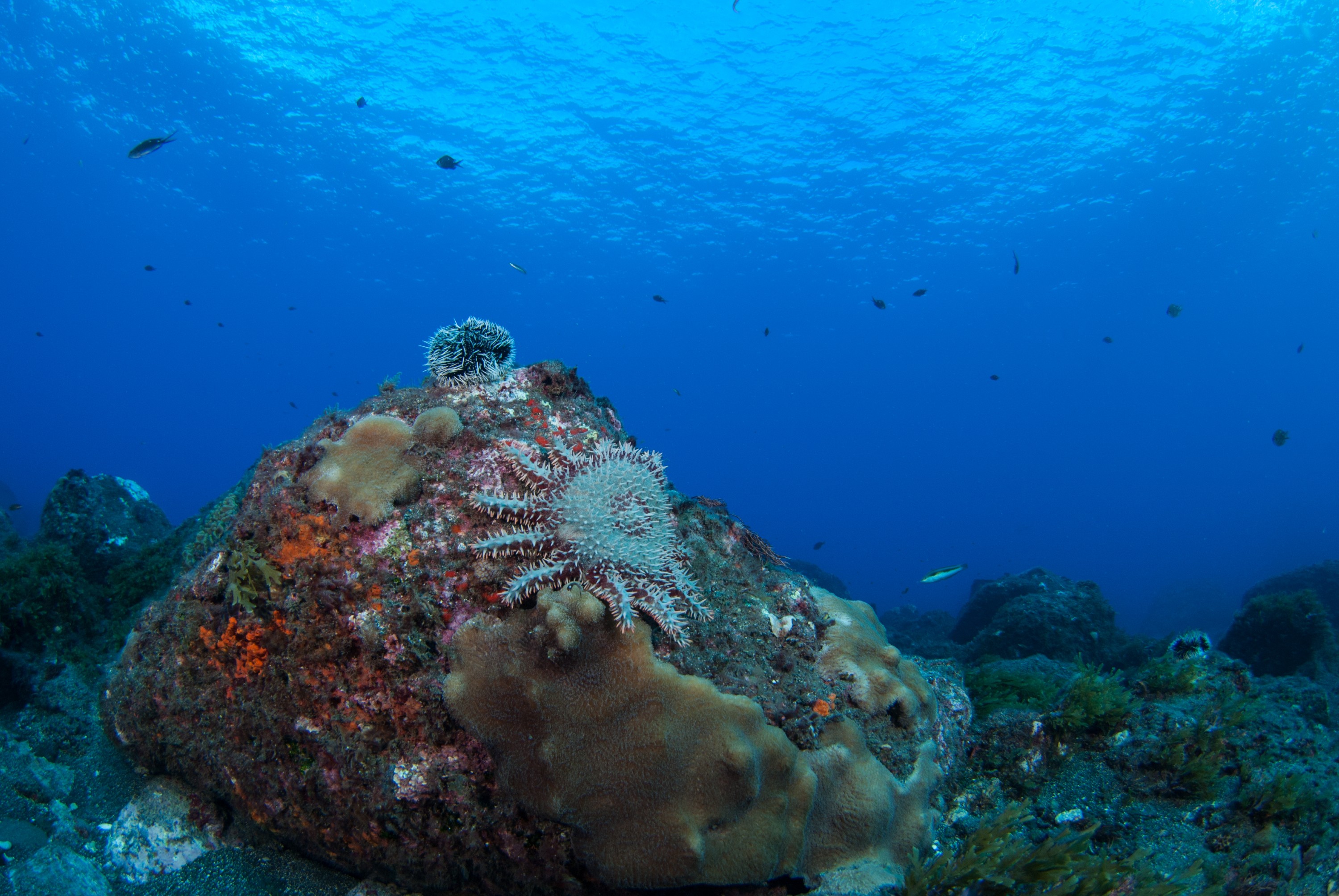 _JFG2410 – kermadec, islands, kermadecs, dive, images, remote, doc, sub tropical, subtropical, sub-tropical, marine, reserve, expedition, lust for rust, mesley, crispin, nz, new, zealand, new zealand, Crown, of, Thorns, Starfish, Acanthaster, planci, crispin, Kermadecs 13,