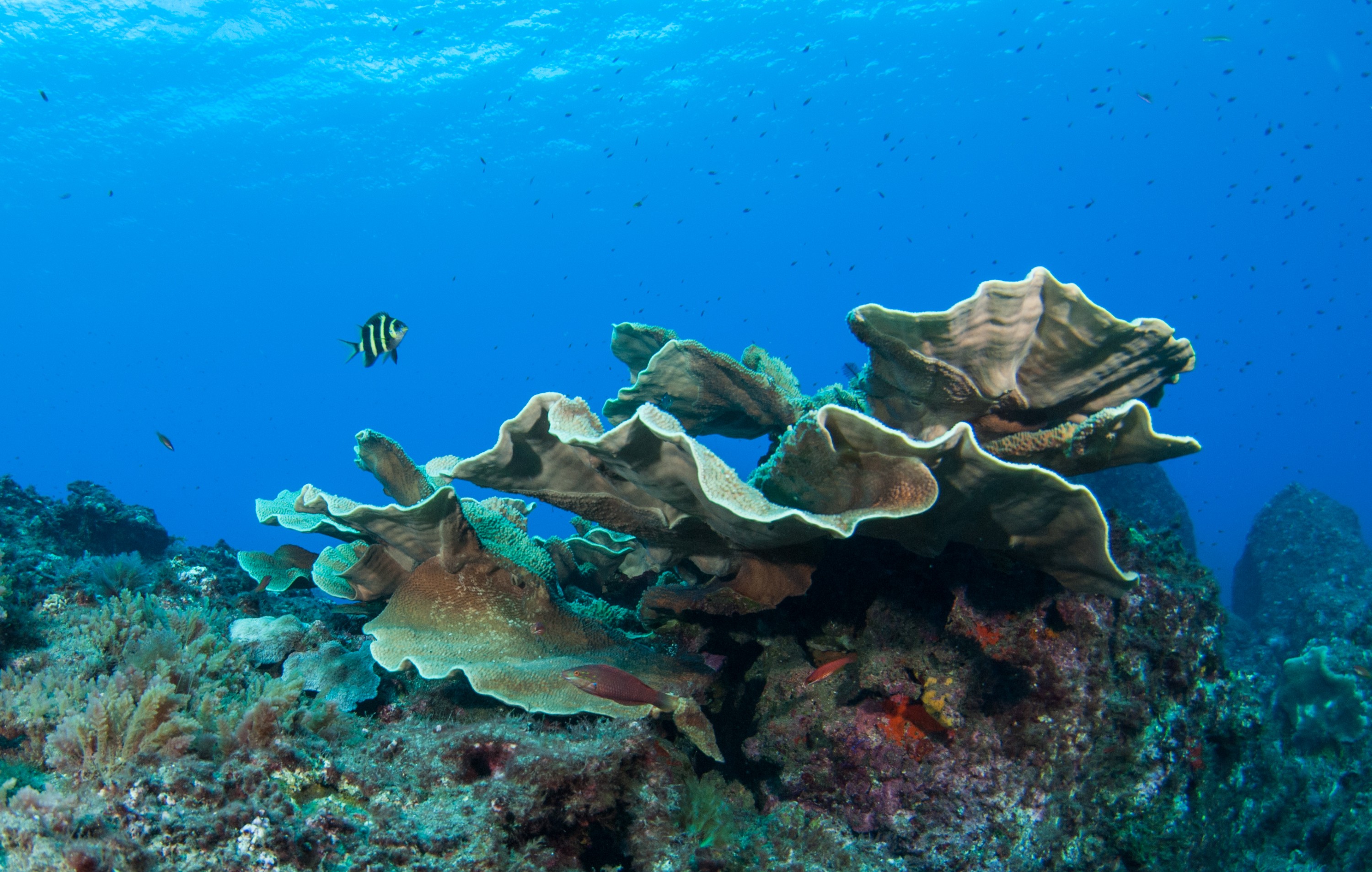 _JFG2435 – kermadec, islands, kermadecs, dive, images, remote, doc, sub tropical, subtropical, sub-tropical, marine, reserve, expedition, lust for rust, mesley, crispin, nz, new, zealand, new zealand, Kermadec, scalyfin, Parma, alboscapularis, juvenile, crispin, Kermadecs 13,
