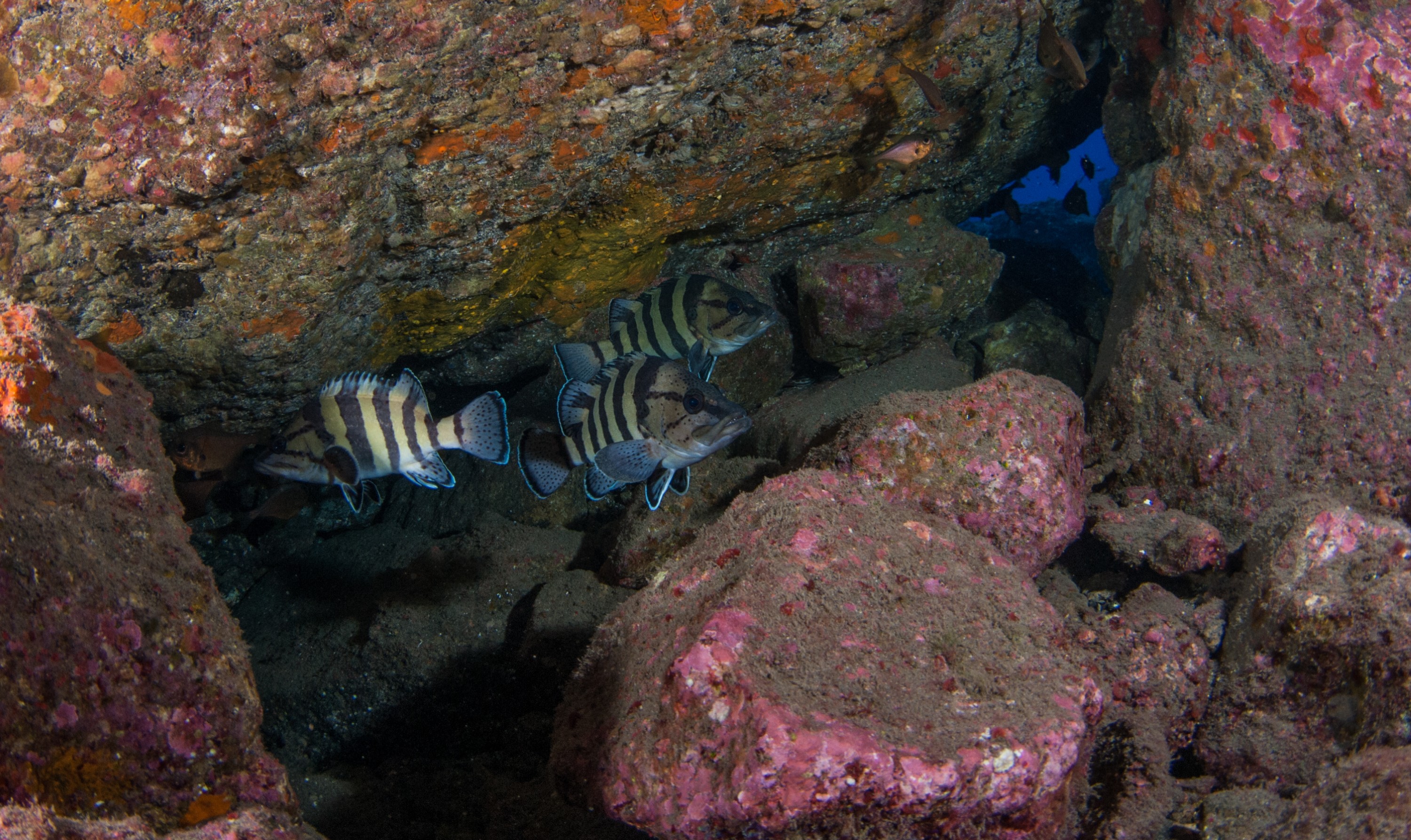 _JFG2515 – kermadec, islands, kermadecs, dive, images, remote, doc, sub tropical, subtropical, sub-tropical, marine, reserve, expedition, lust for rust, mesley, crispin, nz, new, zealand, new zealand, Yellow-banded, yellow, banded, perch, Acanthistius, cinctus, crispin, Kermadecs 13,