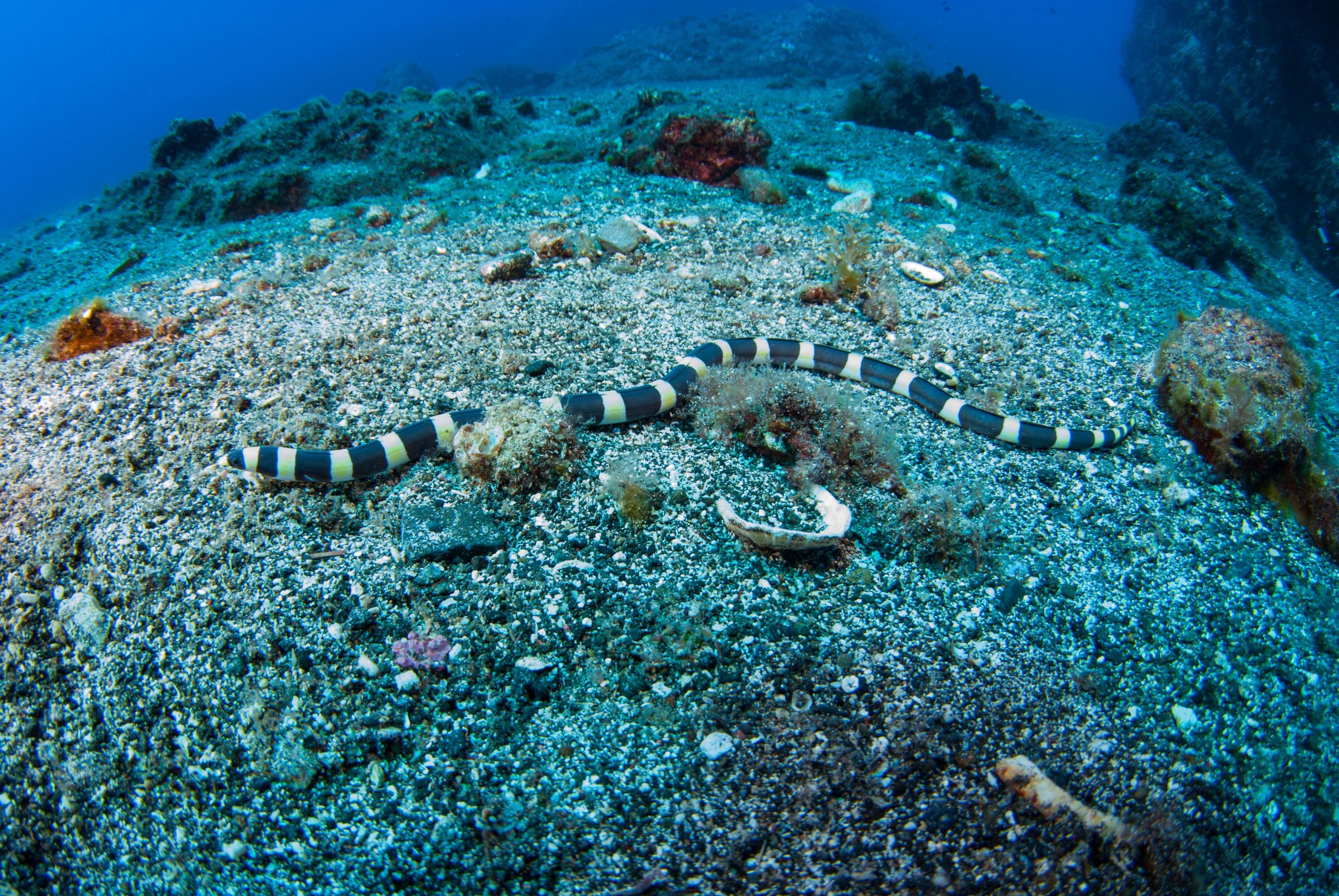 _JFG2553 – kermadec, islands, kermadecs, dive, images, remote, doc, sub tropical, subtropical, sub-tropical, marine, reserve, expedition, lust for rust, mesley, crispin, nz, new, zealand, new zealand, Saddled, Snake, Eel, Leiuranus, semicinctus, crispin, Kermadecs 13,