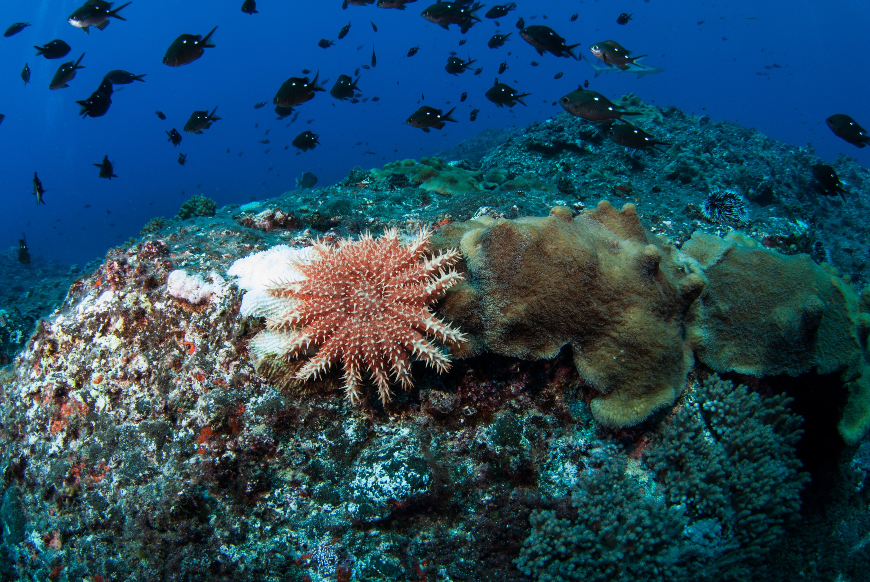 _JFG2580 – kermadec, islands, kermadecs, dive, images, remote, doc, sub tropical, subtropical, sub-tropical, marine, reserve, expedition, lust for rust, mesley, crispin, nz, new, zealand, new zealand, Crown, of, Thorns, Starfish, Acanthaster, planci, crispin, Kermadecs 13,