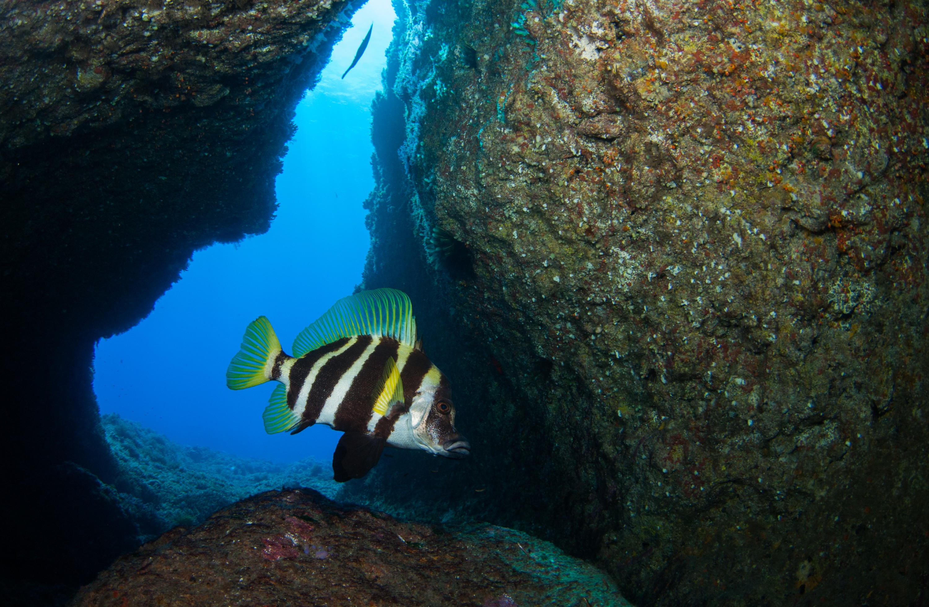 _JFG2641 – kermadec, islands, kermadecs, dive, images, remote, doc, sub tropical, subtropical, sub-tropical, marine, reserve, expedition, lust for rust, mesley, crispin, nz, new, zealand, new zealand, Striped, boarfish, boar, fish, Evistias, acutirostris, crispin, Kermadecs 13,