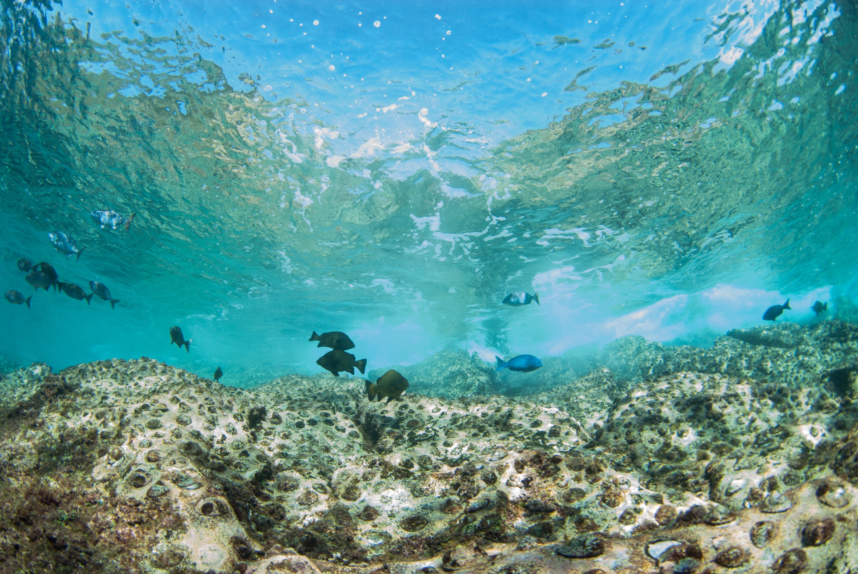 _JFG2675 – kermadec, islands, kermadecs, dive, images, remote, doc, sub tropical, subtropical, sub-tropical, marine, reserve, expedition, lust for rust, mesley, crispin, nz, new, zealand, new zealand, crispin, Kermadecs 13,