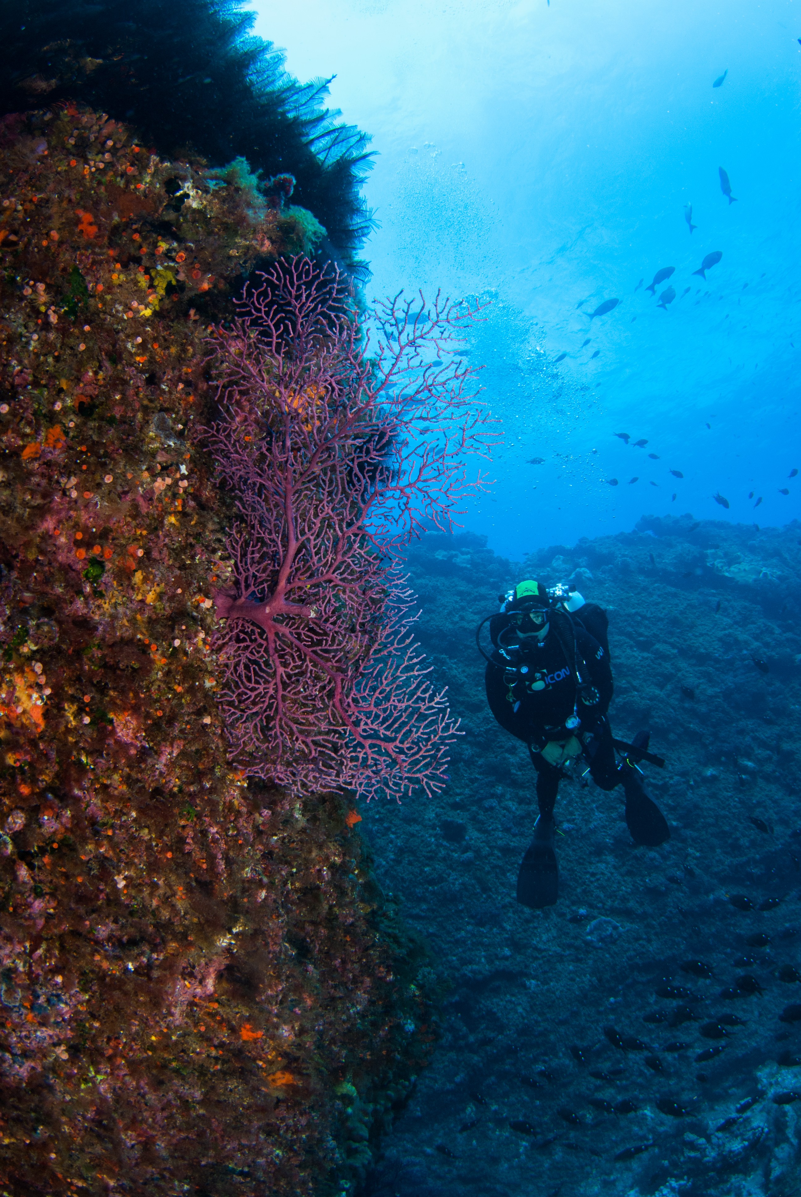 _JFG2892 – kermadec, islands, kermadecs, dive, images, remote, doc, sub tropical, subtropical, sub-tropical, marine, reserve, expedition, lust for rust, mesley, crispin, nz, new, zealand, new zealand, crispin, Kermadecs 13,