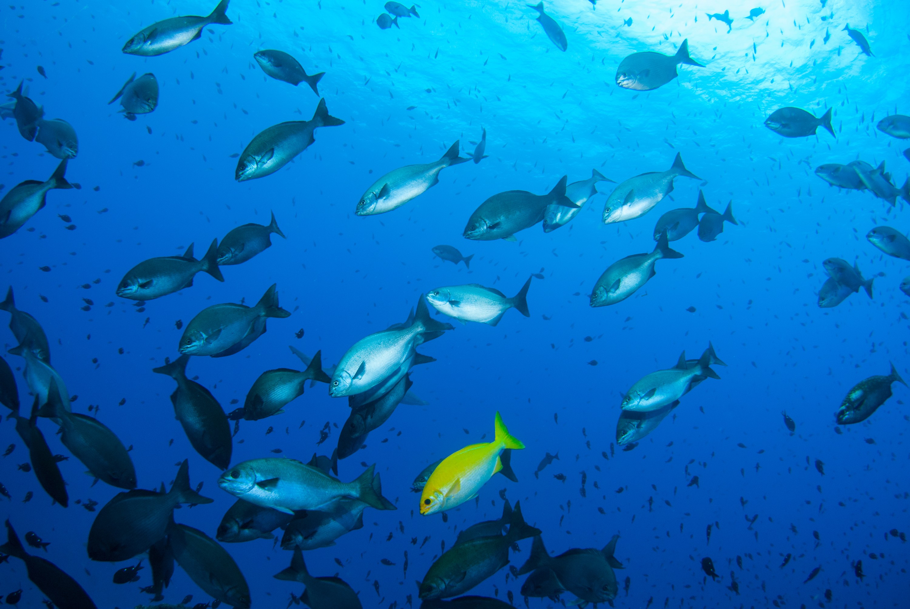 _JFG3058 – kermadec, islands, kermadecs, dive, images, remote, doc, sub tropical, subtropical, sub-tropical, marine, reserve, expedition, lust for rust, mesley, crispin, nz, new, zealand, new zealand, Beaked, Drummer, Kyphosus, pacificus, crispin, Kermadecs 13,