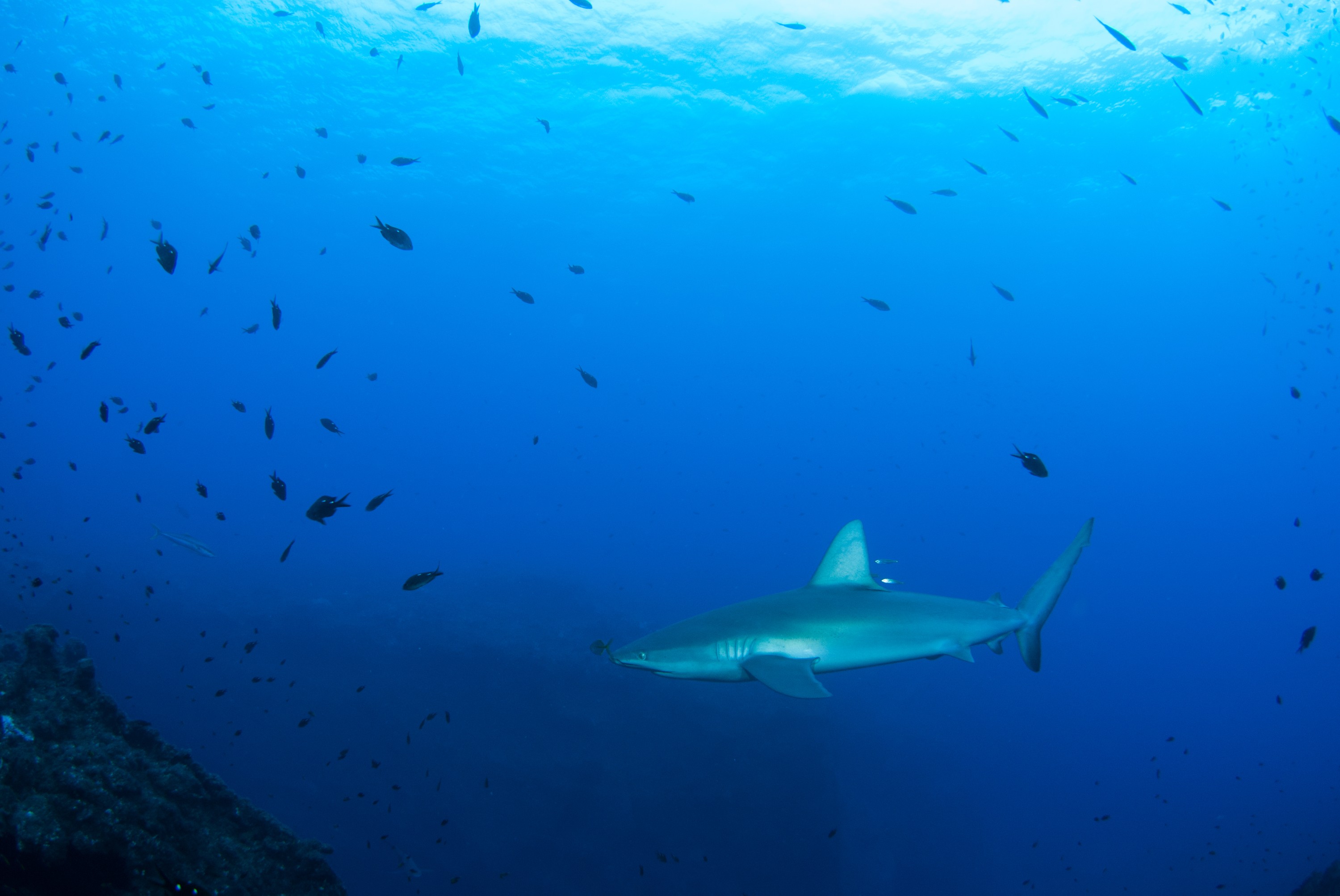 _JFG3090 – kermadec, islands, kermadecs, dive, images, remote, doc, sub tropical, subtropical, sub-tropical, marine, reserve, expedition, lust for rust, mesley, crispin, nz, new, zealand, new zealand, Galapagos, Shark, Carcharhinus, galapagensis, crispin, Kermadecs 13,