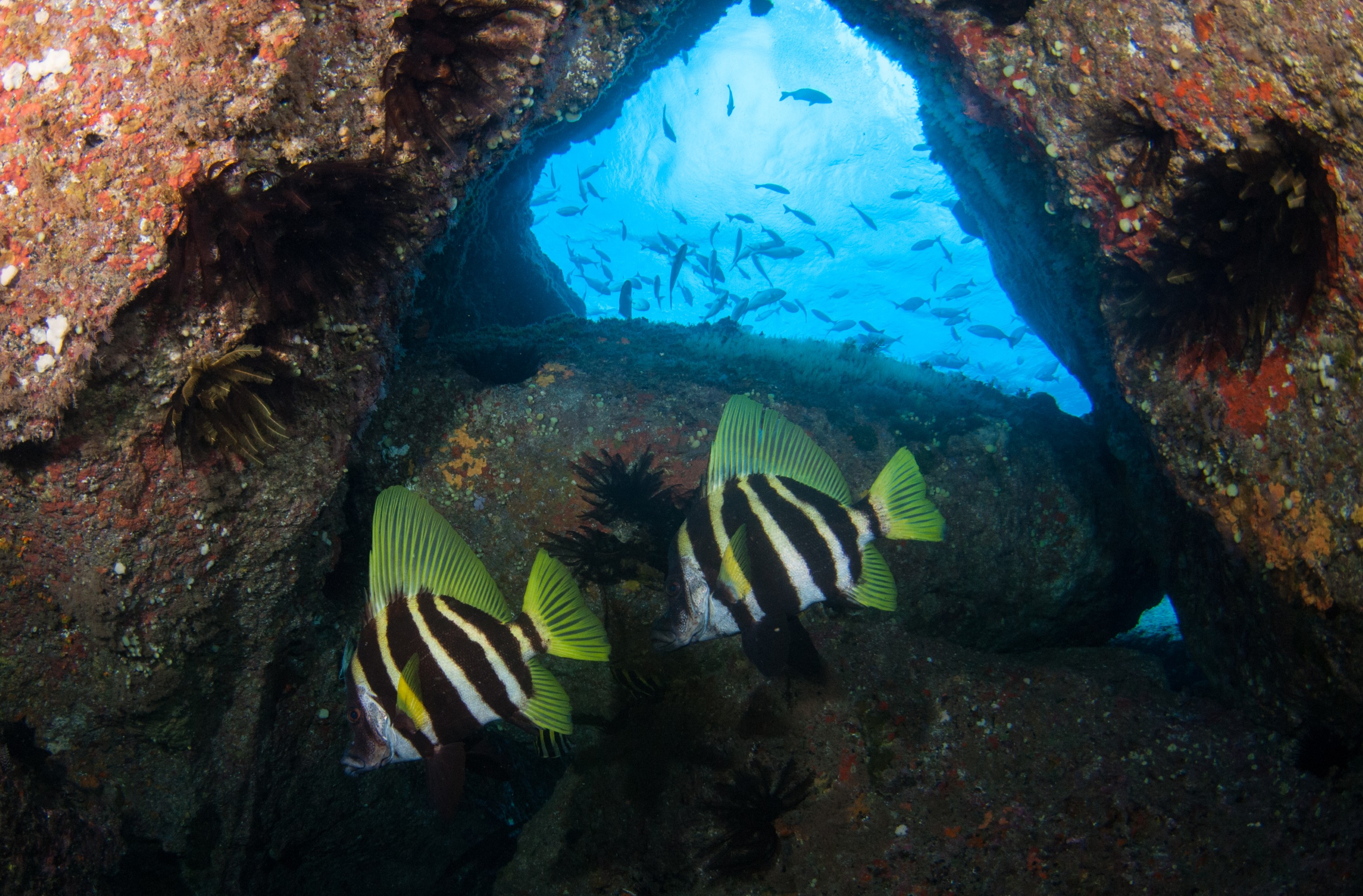 _JFG3144 – kermadec, islands, kermadecs, dive, images, remote, doc, sub tropical, subtropical, sub-tropical, marine, reserve, expedition, lust for rust, mesley, crispin, nz, new, zealand, new zealand, crispin, Kermadecs 13,
