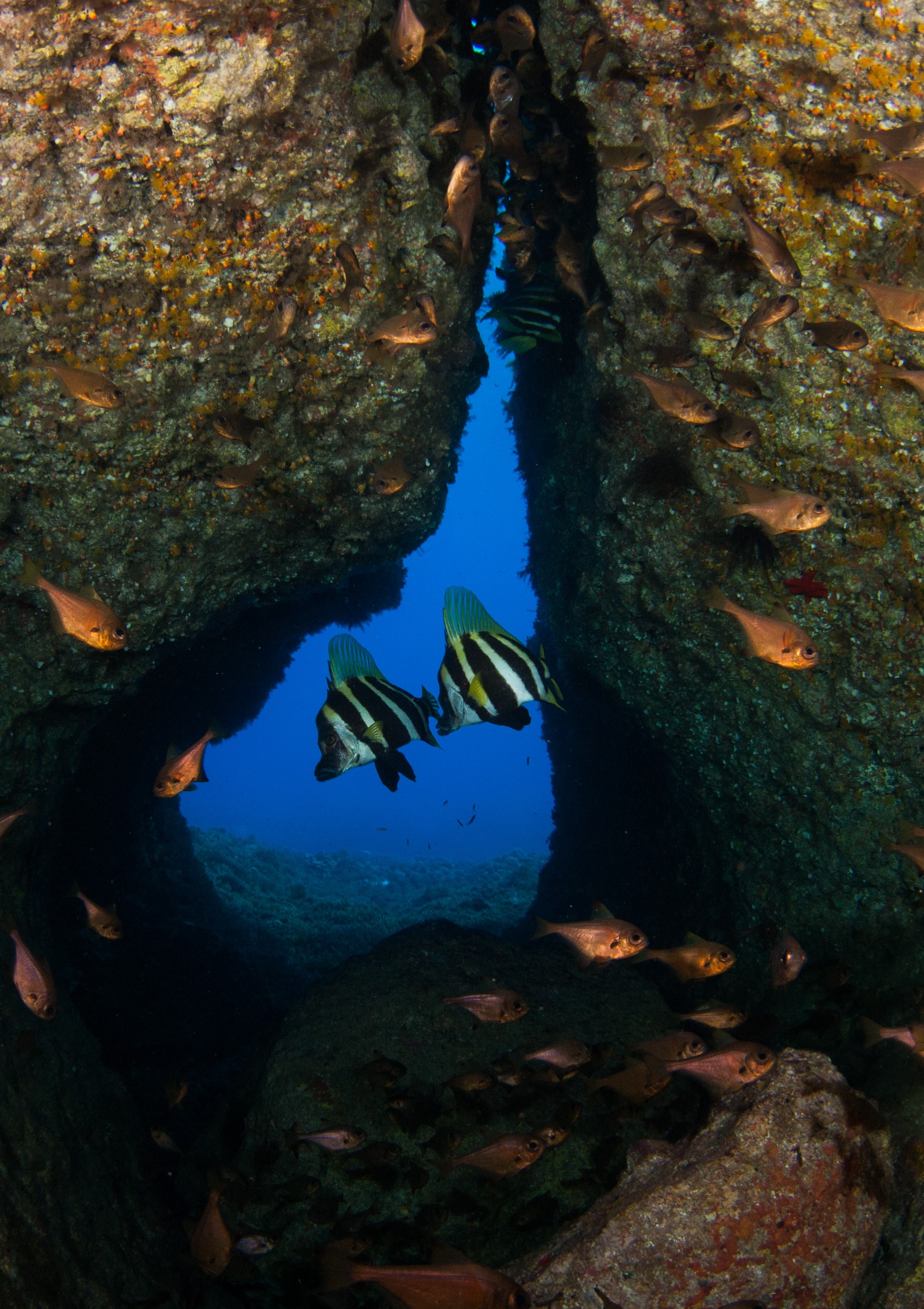 _JFG3255 – kermadec, islands, kermadecs, dive, images, remote, doc, sub tropical, subtropical, sub-tropical, marine, reserve, expedition, lust for rust, mesley, crispin, nz, new, zealand, new zealand, Striped, boarfish, boar, fish, Evistias, acutirostris, crispin, Kermadecs 13,