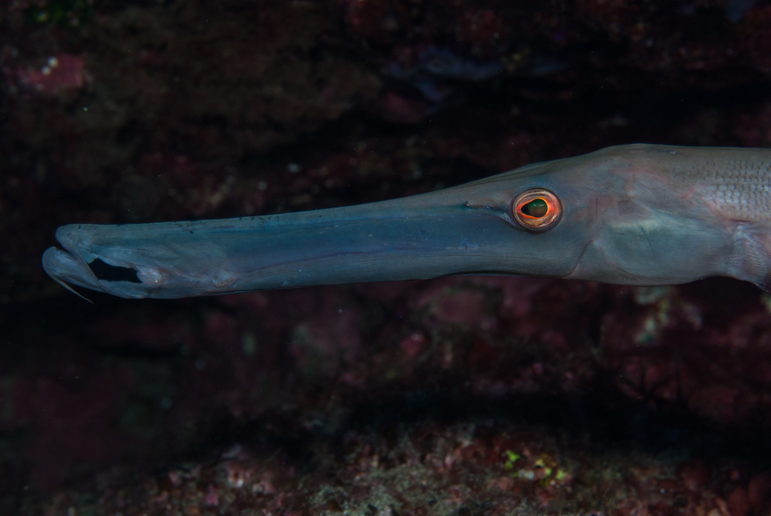 _JFG3311 – kermadec, islands, kermadecs, dive, images, remote, doc, sub tropical, subtropical, sub-tropical, marine, reserve, expedition, lust for rust, mesley, crispin, nz, new, zealand, new zealand, crispin, Kermadecs 13, Trumpetfish, Aulostomus, chinensis, trumpet, fish