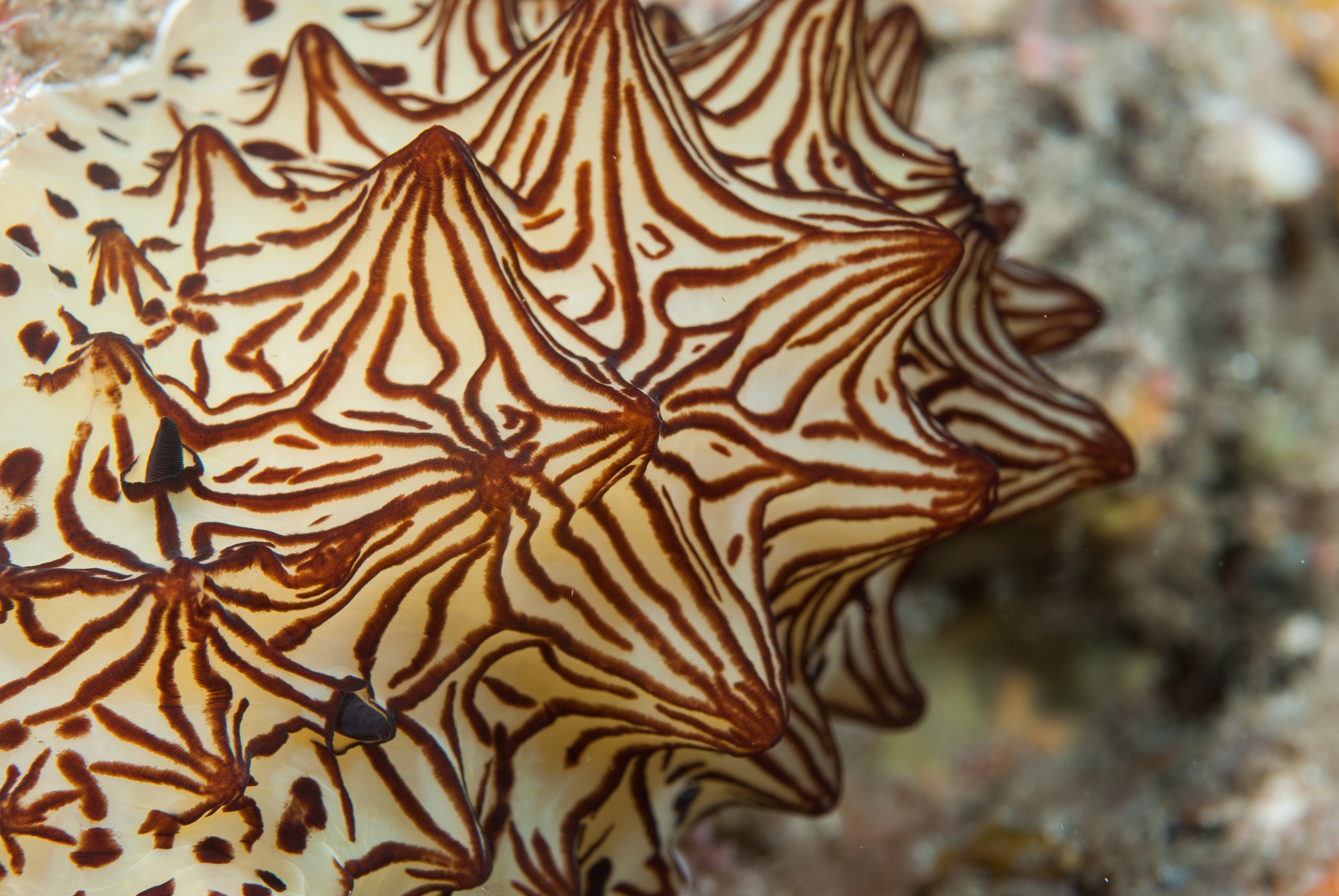 _JFG3365 – kermadec, islands, kermadecs, dive, images, remote, doc, sub tropical, subtropical, sub-tropical, marine, reserve, expedition, lust for rust, mesley, crispin, nz, new, zealand, new zealand, crispin, Kermadecs 13, sea, slug, nudibranch, seaslug, Halgerda, Nudibranch, Unknown,