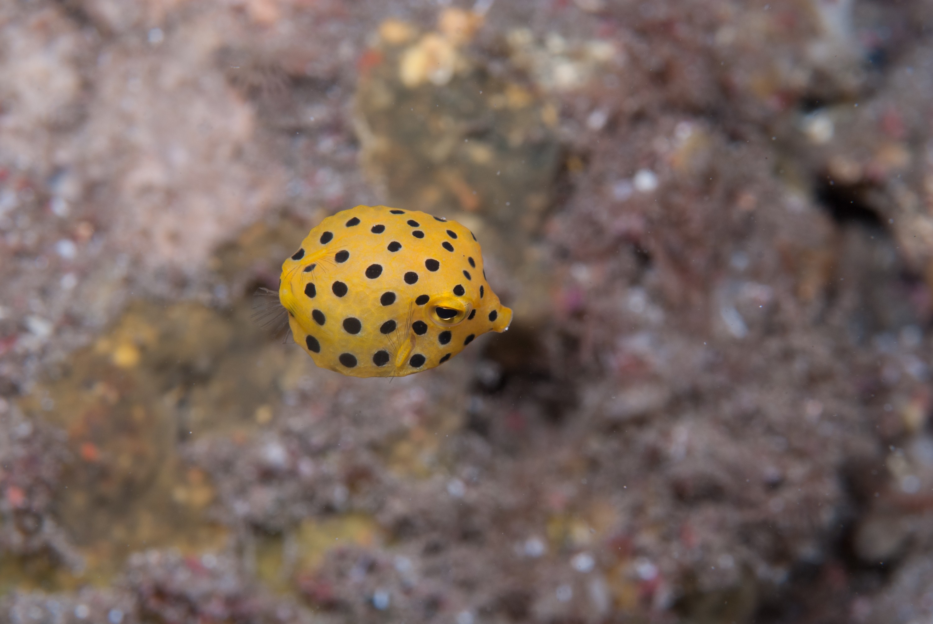 _JFG3372 – kermadec, islands, kermadecs, dive, images, remote, doc, sub tropical, subtropical, sub-tropical, marine, reserve, expedition, lust for rust, mesley, crispin, nz, new, zealand, new zealand, crispin, Kermadecs 13, Yellow, boxfish, Ostracion, cubicus, box, fish