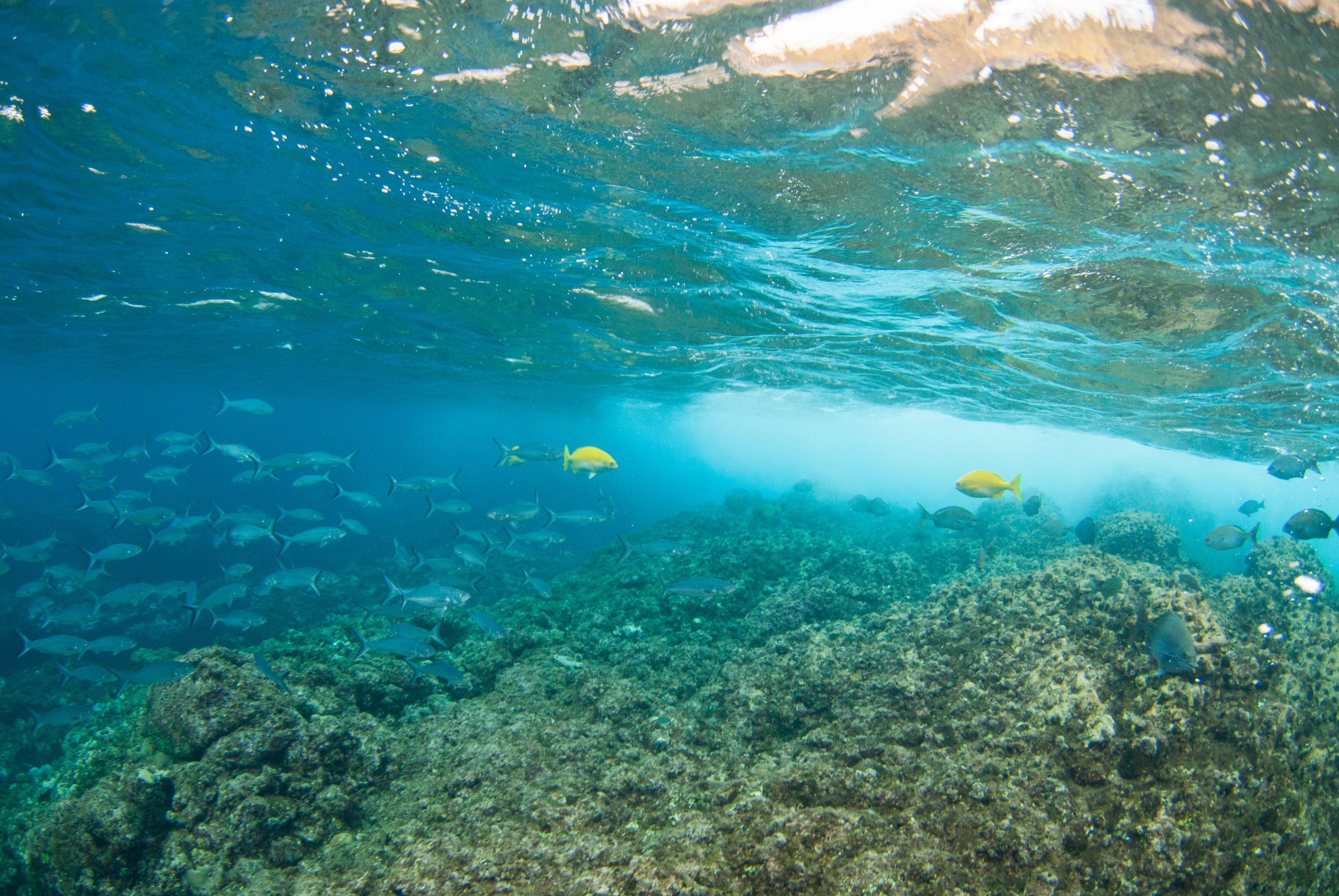 _JFG3806 – kermadec, islands, kermadecs, dive, images, remote, doc, sub tropical, subtropical, sub-tropical, marine, reserve, expedition, lust for rust, mesley, crispin, nz, new, zealand, new zealand, crispin, Kermadecs 13, Endemic, Kermadecs, Giant, Limpet, Patella, kermadecensis, Beaked, Drummer, Kyphosus, pacificus,