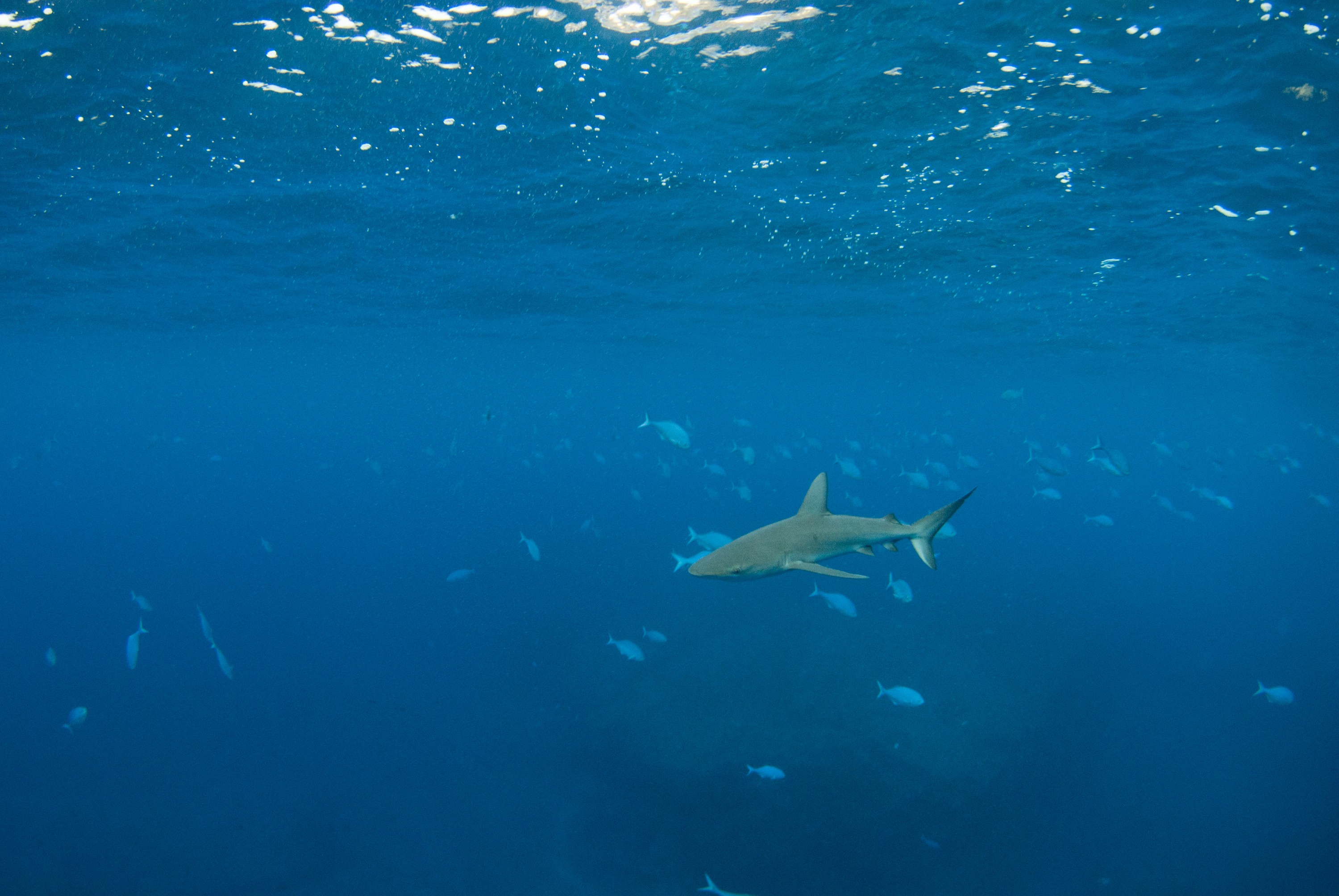 _JFG3833 – kermadec, islands, kermadecs, dive, images, remote, doc, sub tropical, subtropical, sub-tropical, marine, reserve, expedition, lust for rust, mesley, crispin, nz, new, zealand, new zealand, Galapagos, Shark, Carcharhinus, galapagensis, crispin, Kermadecs 13,