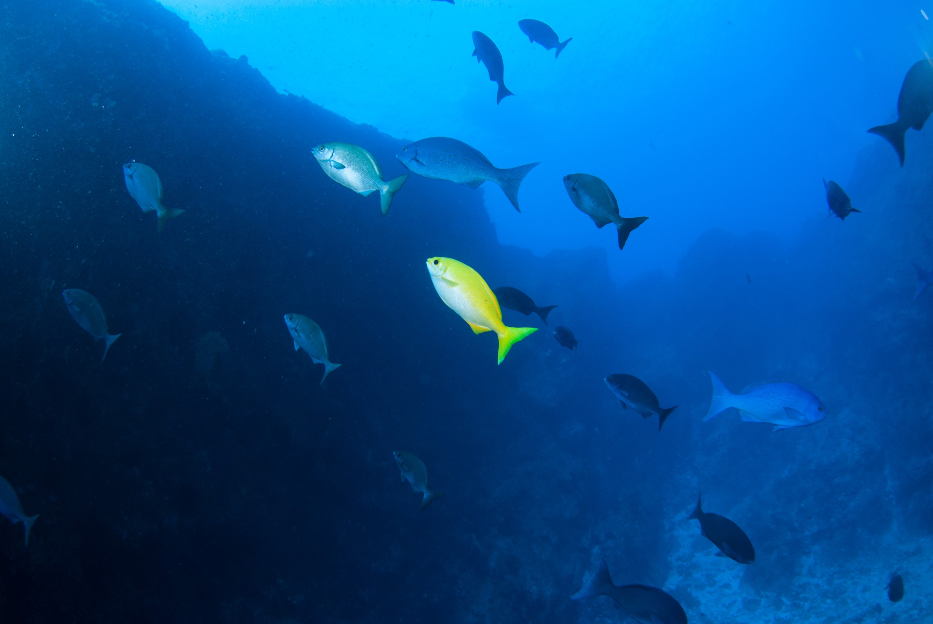 _JFG3966 – kermadec, islands, kermadecs, dive, images, remote, doc, sub tropical, subtropical, sub-tropical, marine, reserve, expedition, lust for rust, mesley, crispin, nz, new, zealand, new zealand, crispin, Kermadecs 13, Beaked, Drummer Kyphosus, pacificus,