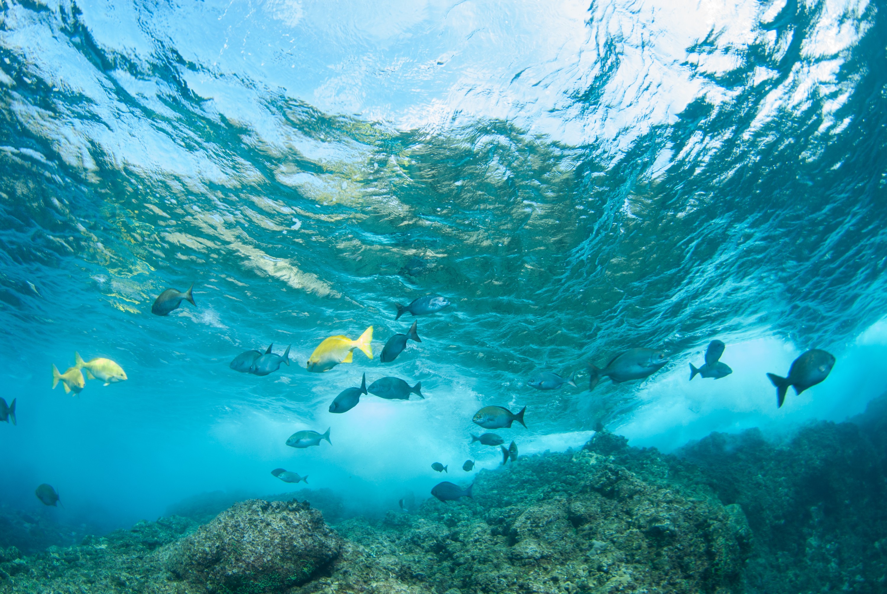 _JFG4035 – kermadec, islands, kermadecs, dive, images, remote, doc, sub tropical, subtropical, sub-tropical, marine, reserve, expedition, lust for rust, mesley, crispin, nz, new, zealand, new zealand, Beaked, Drummer, Kyphosus, pacificus, crispin, Kermadecs 13, Northern, Kahawai, Arripis, xylabion,