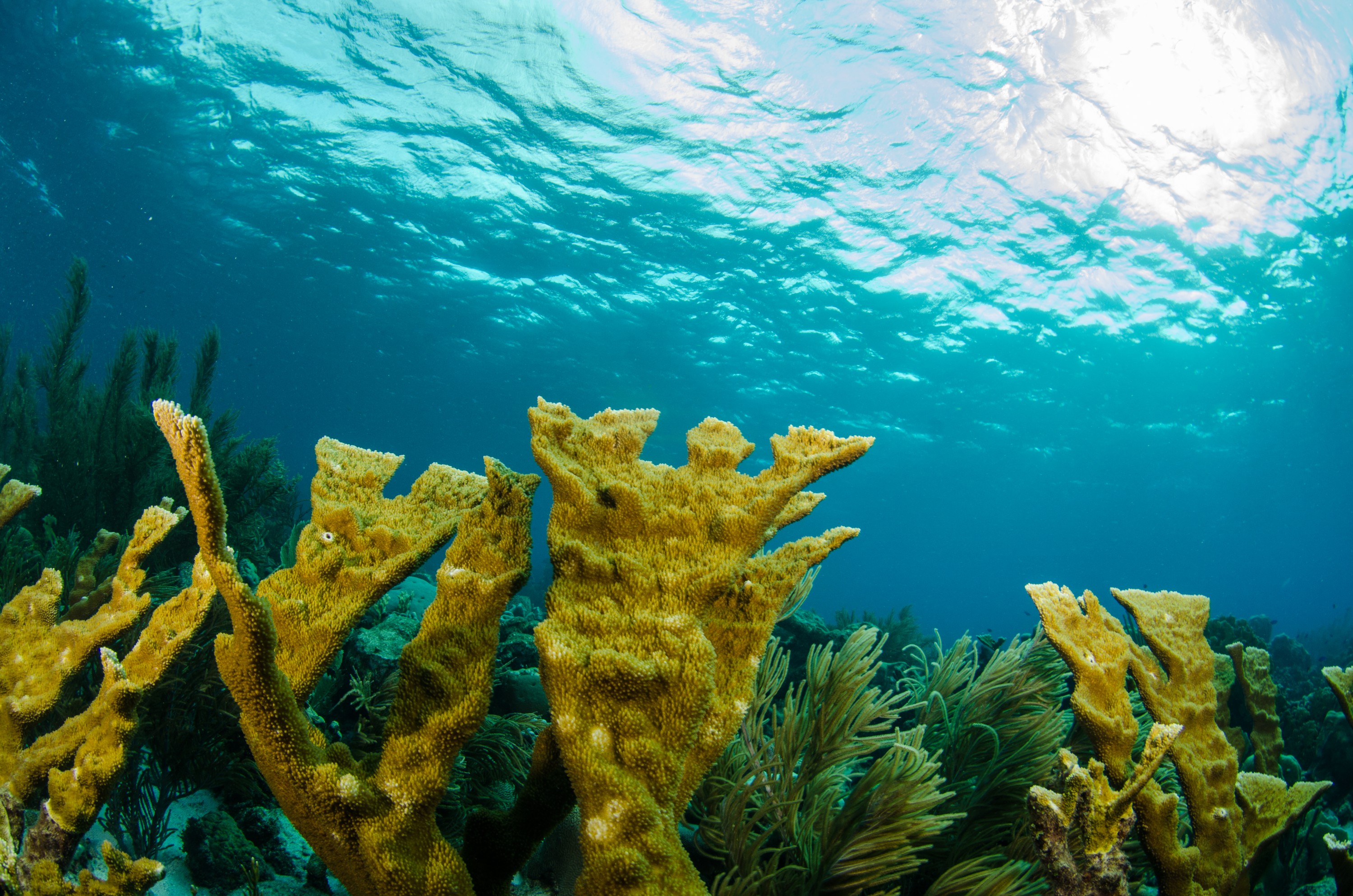 DSC_4240 – Bonaire, Marine, Park, Caribbean, crispin, aaus, elk, horn, coral