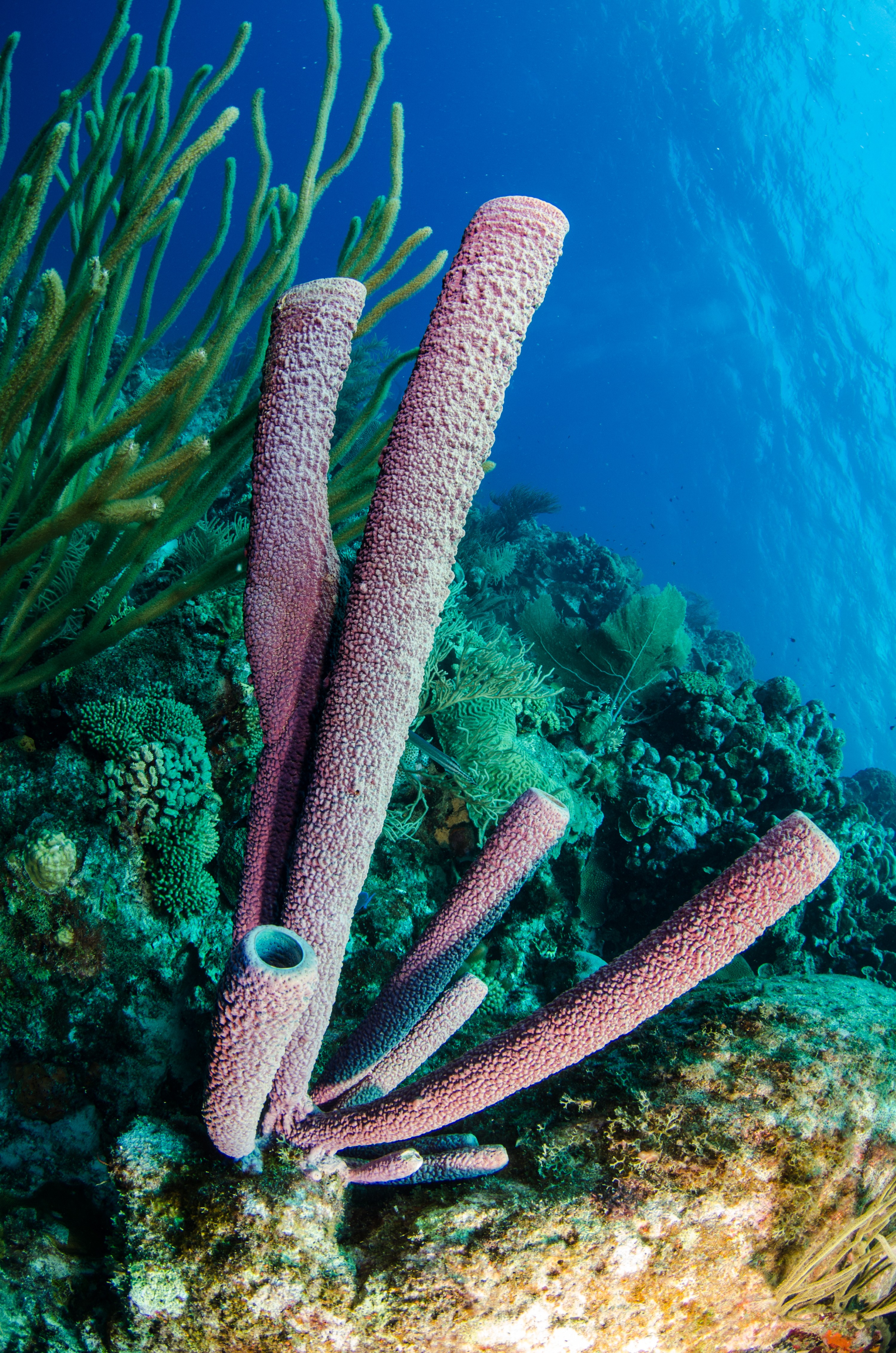 DSC_4262 – Bonaire, Marine, Park, Caribbean, crispin, aaus, Stovepipe, Sponge