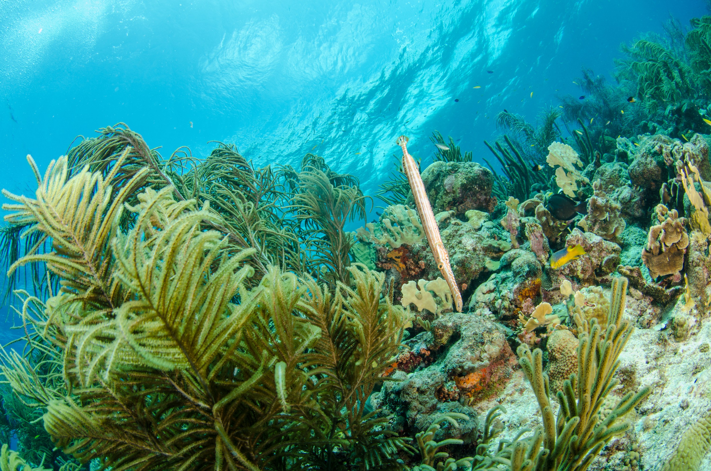 DSC_4274 – Bonaire, Marine, Park, Caribbean, crispin, aaus, reef