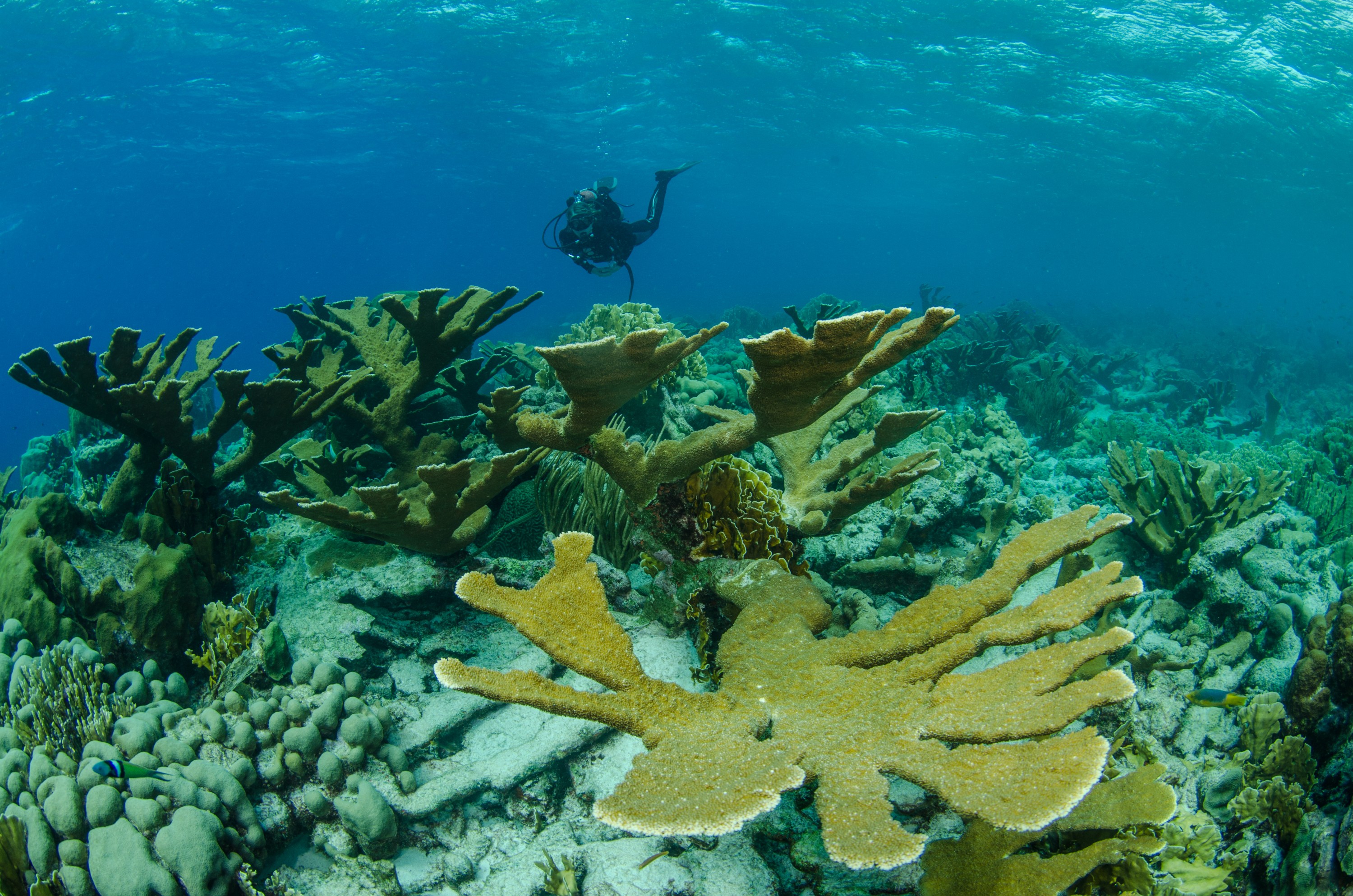 DSC_4320 – Bonaire, Marine, Park, Caribbean, crispin, aaus, Elk, Horn, Coral