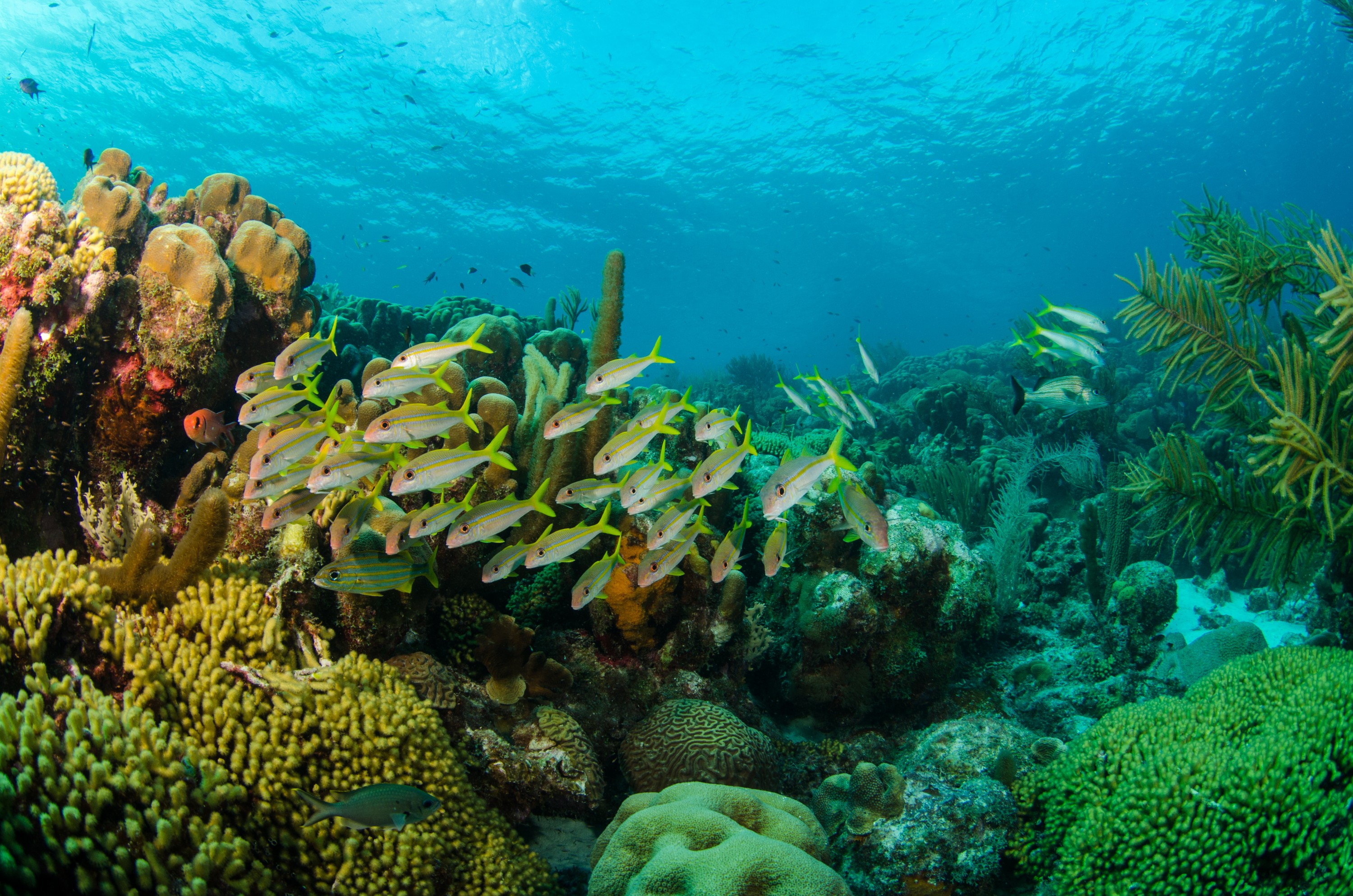 DSC_4506 – Bonaire, Marine, Park, Caribbean, crispin, aaus, yellow, goatfish, goat, fish