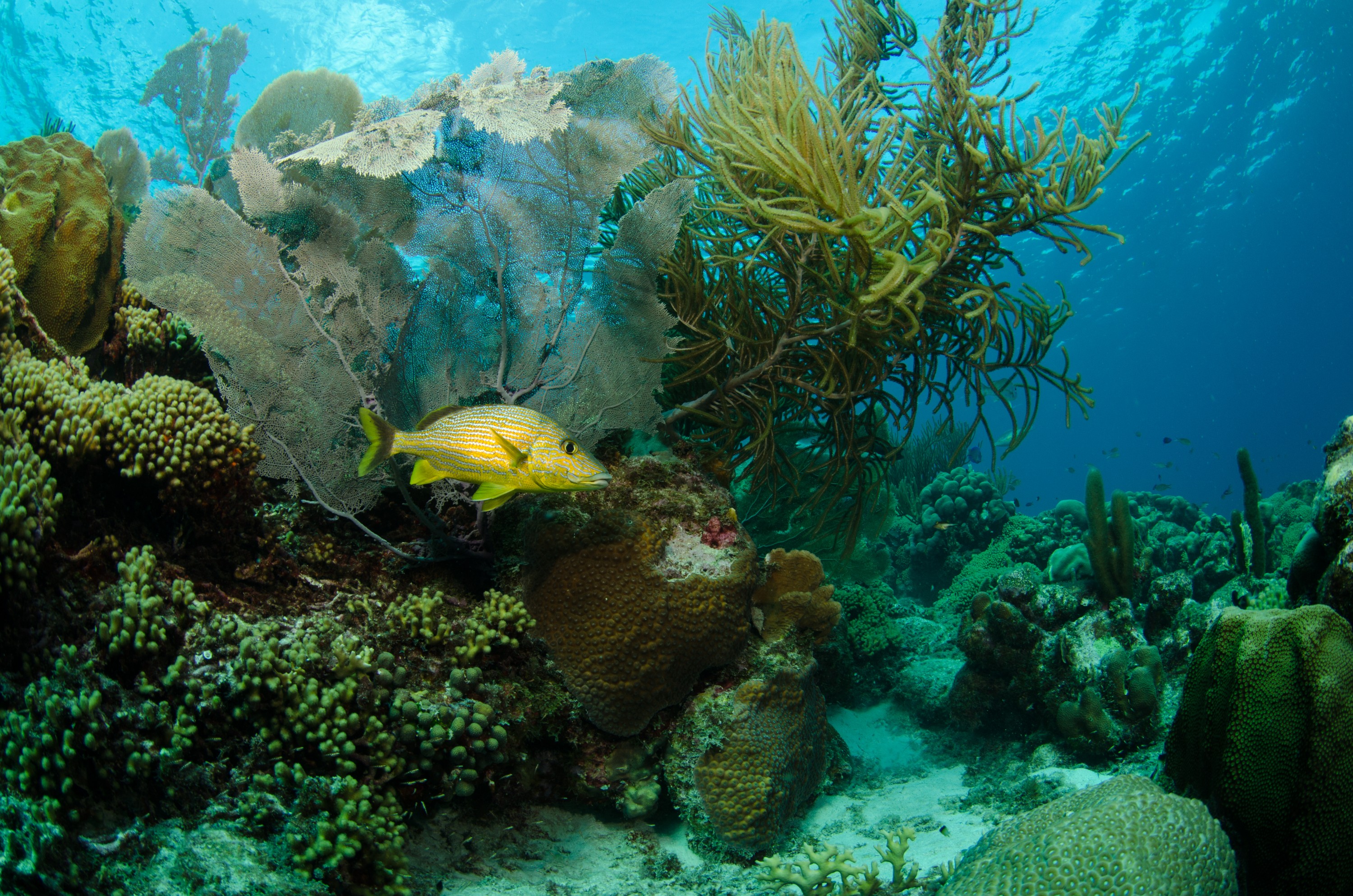 DSC_4519 – Bonaire, Marine, Park, Caribbean, crispin, aaus, bluestripe, blue, stripe, grunt