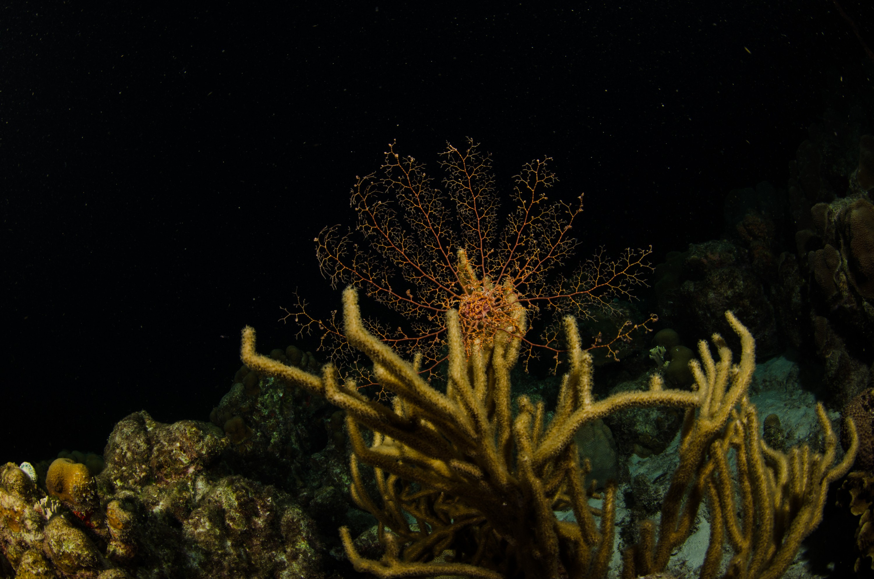 DSC_4605 – Bonaire, Marine, Park, Caribbean, crispin, aaus, basket star, starfish, night
