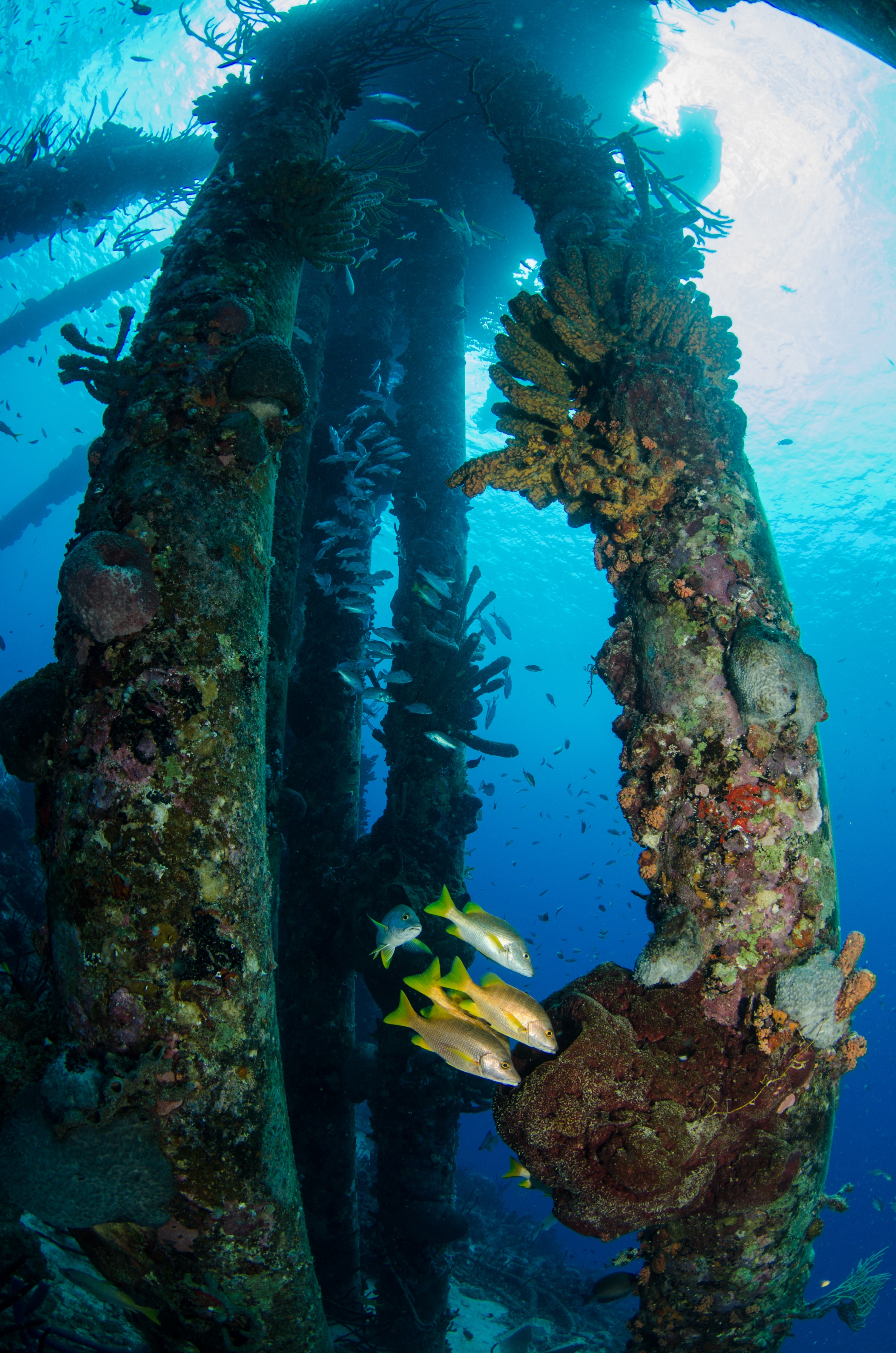 DSC_4959 – Bonaire, Marine, Park, Caribbean, crispin, aaus, Salt pier, salt, peir