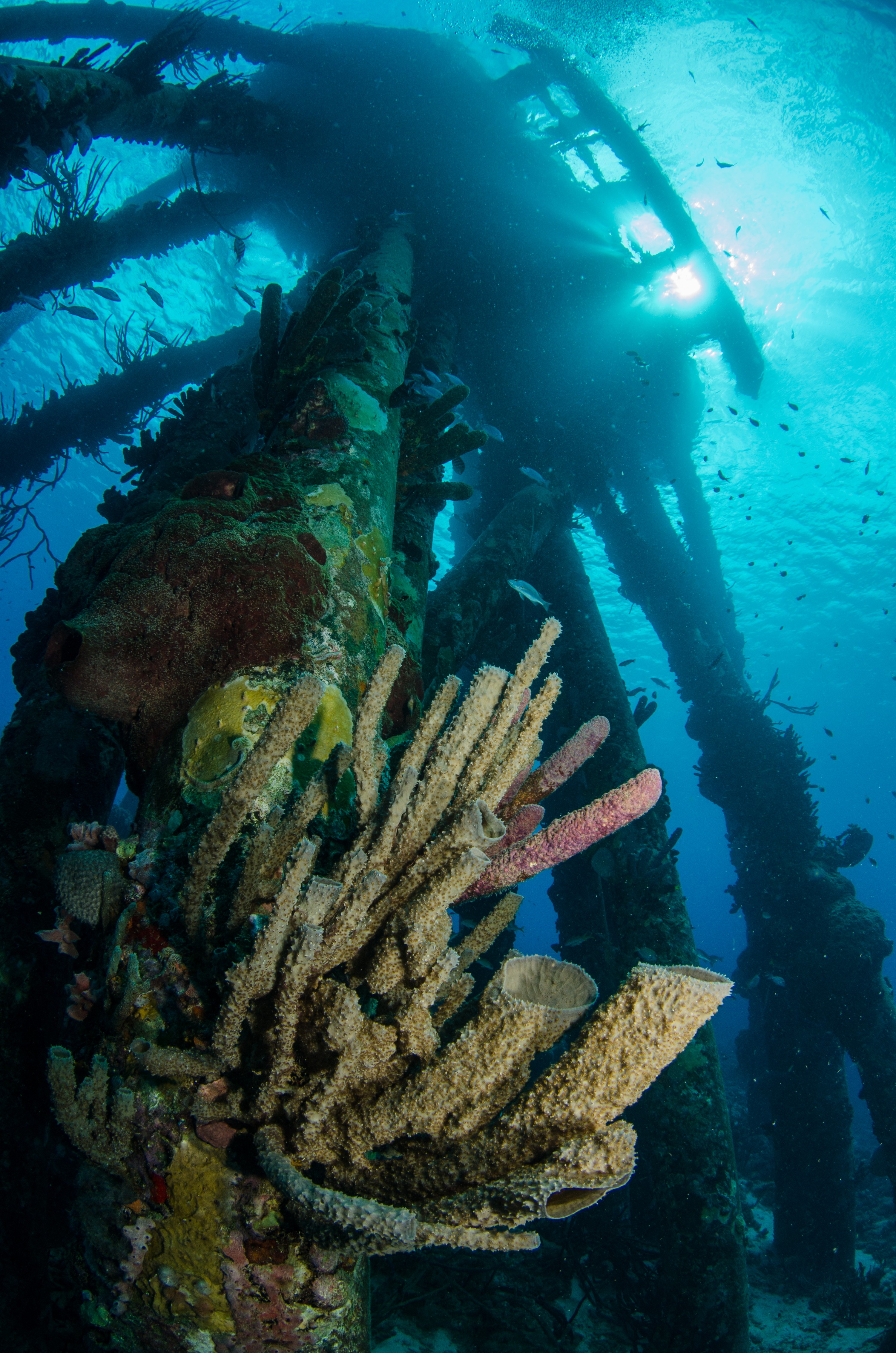 DSC_5020 – Bonaire, Marine, Park, Caribbean, crispin, aaus, Salt pier, salt, peir