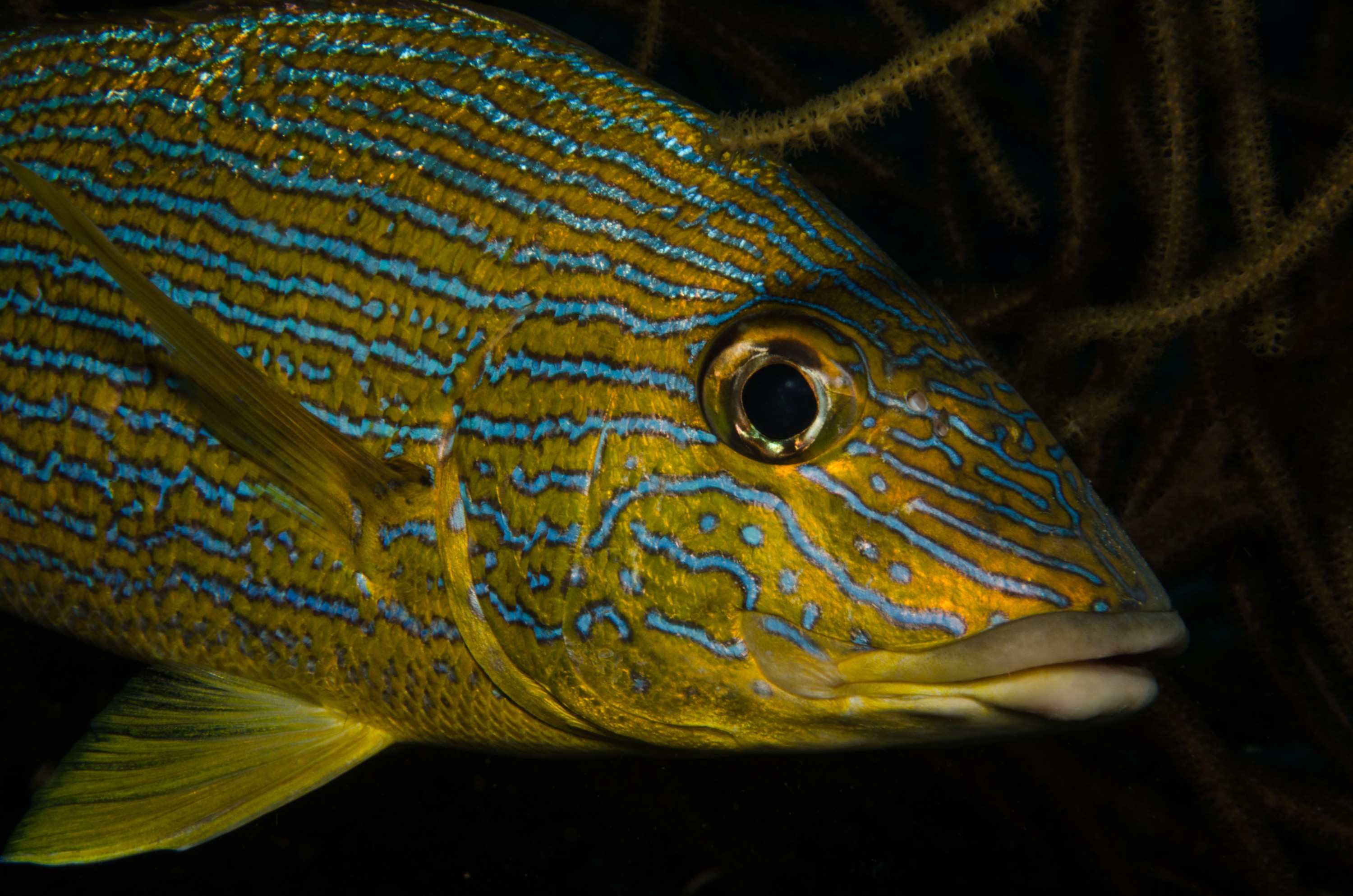 DSC_5160 – Bonaire, Marine, Park, Caribbean, crispin, aaus, Bluestripe, Grunt, blue, stripe