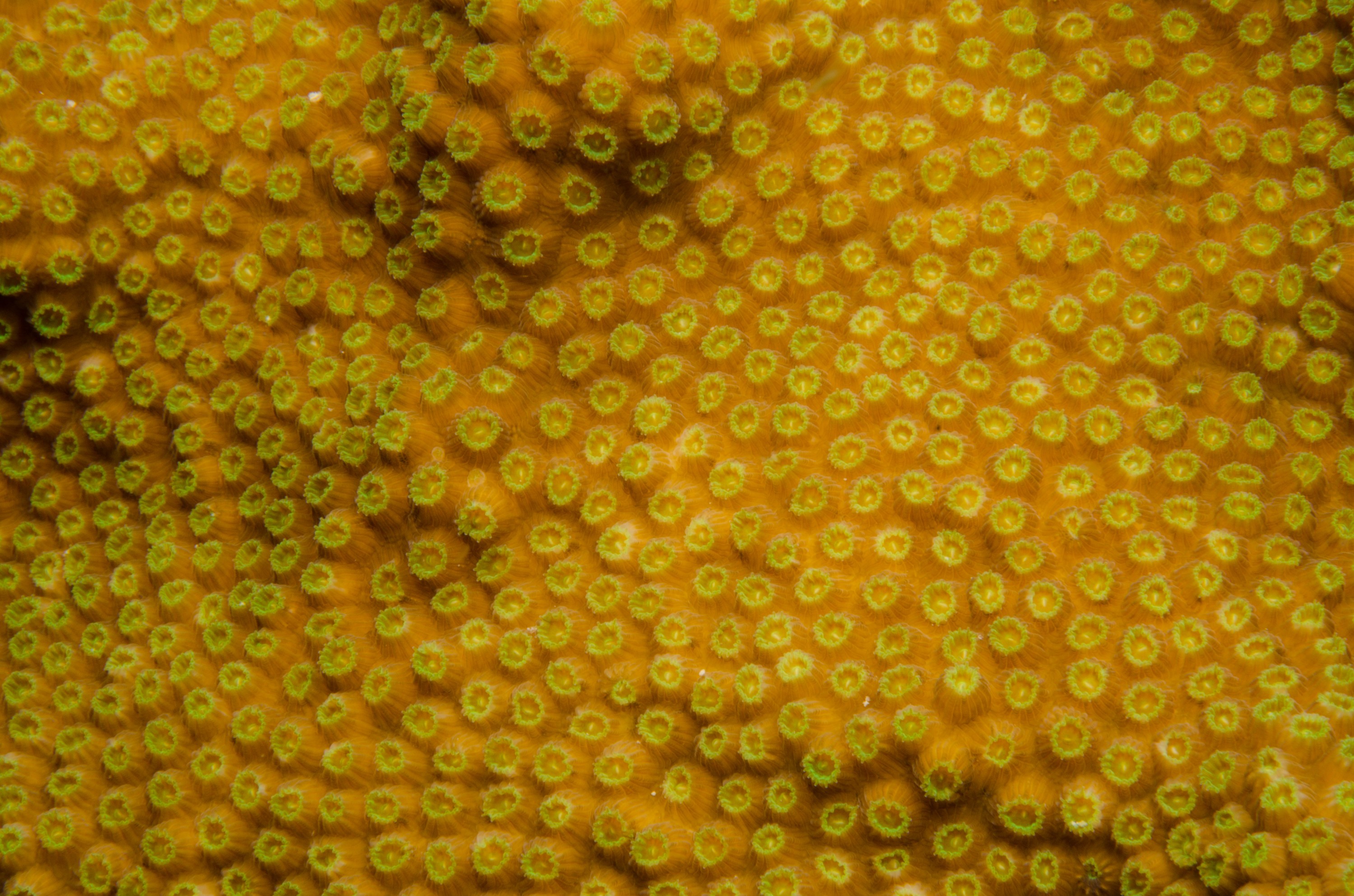 DSC_5164 – Bonaire, Marine, Park, Caribbean, crispin, aaus, Coral