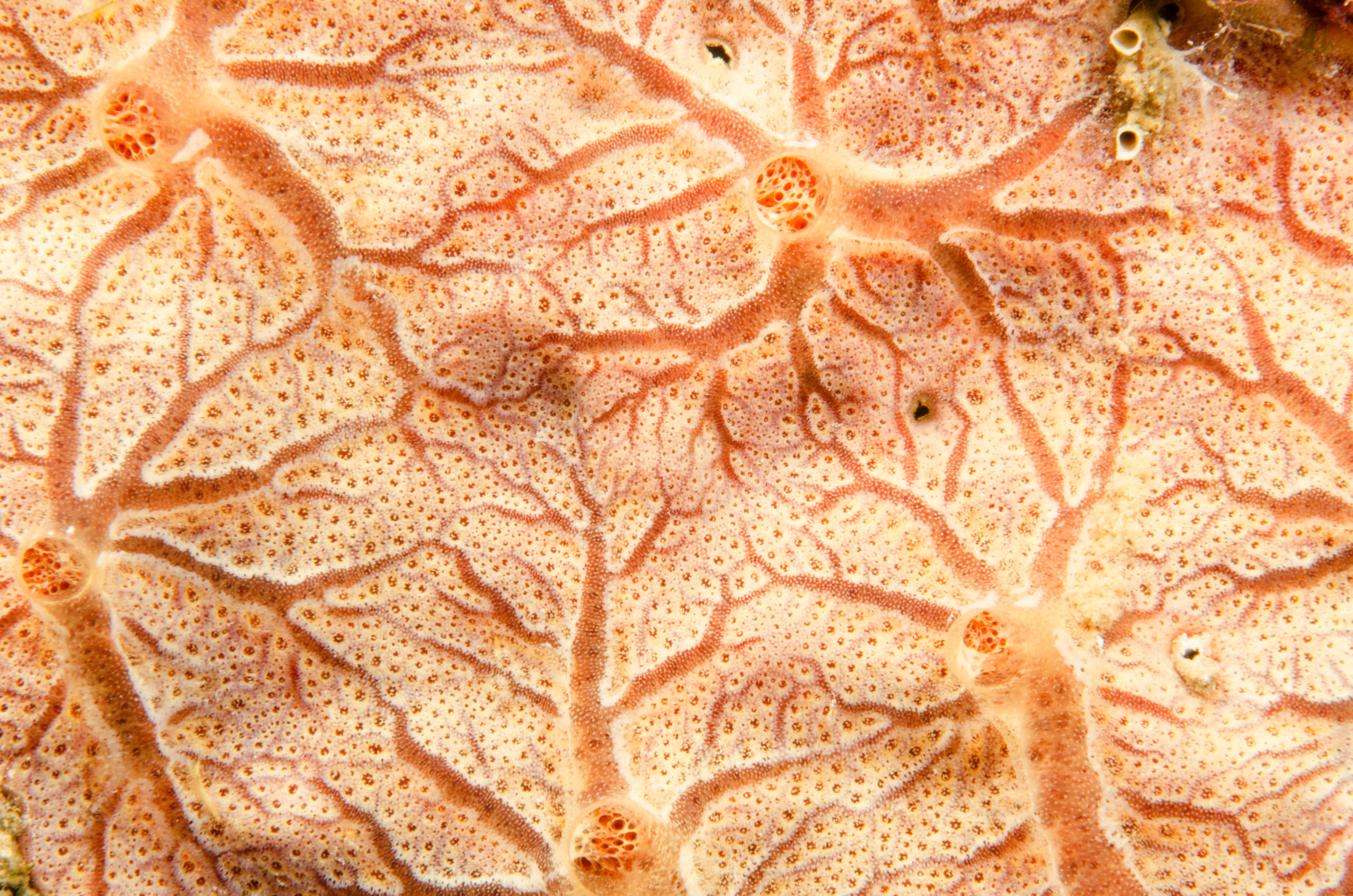 DSC_5169 – Bonaire, Marine, Park, Caribbean, crispin, aaus, Coral
