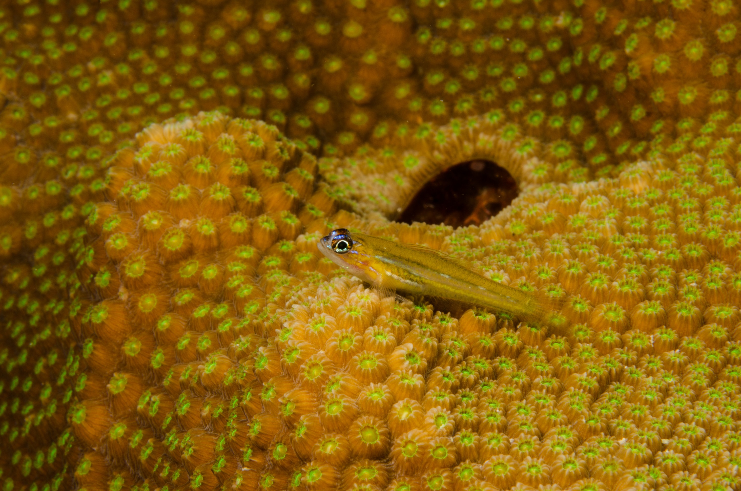 DSC_5203 – Bonaire, Marine, Park, Caribbean, crispin, aaus, Coral