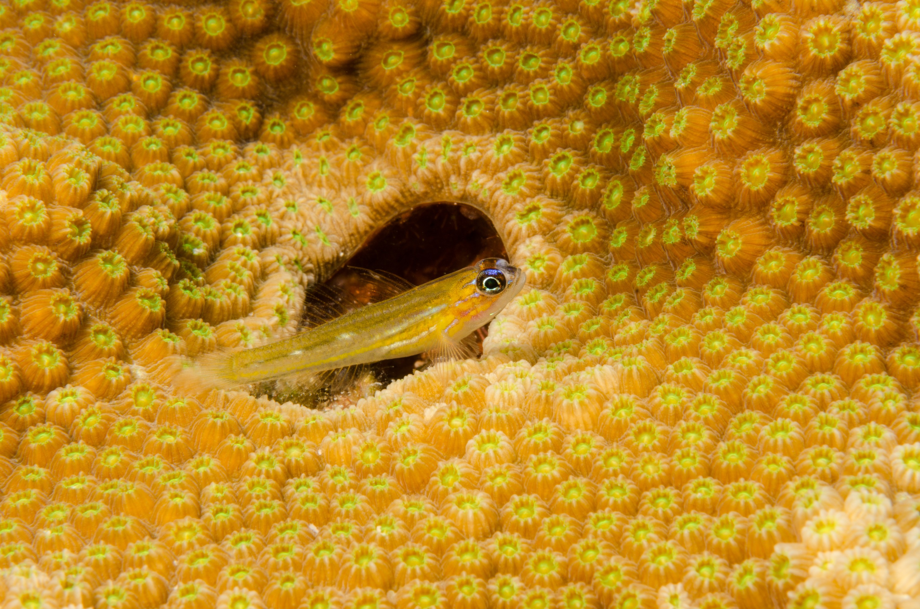 DSC_5205 – Bonaire, Marine, Park, Caribbean, crispin, aaus, Coral