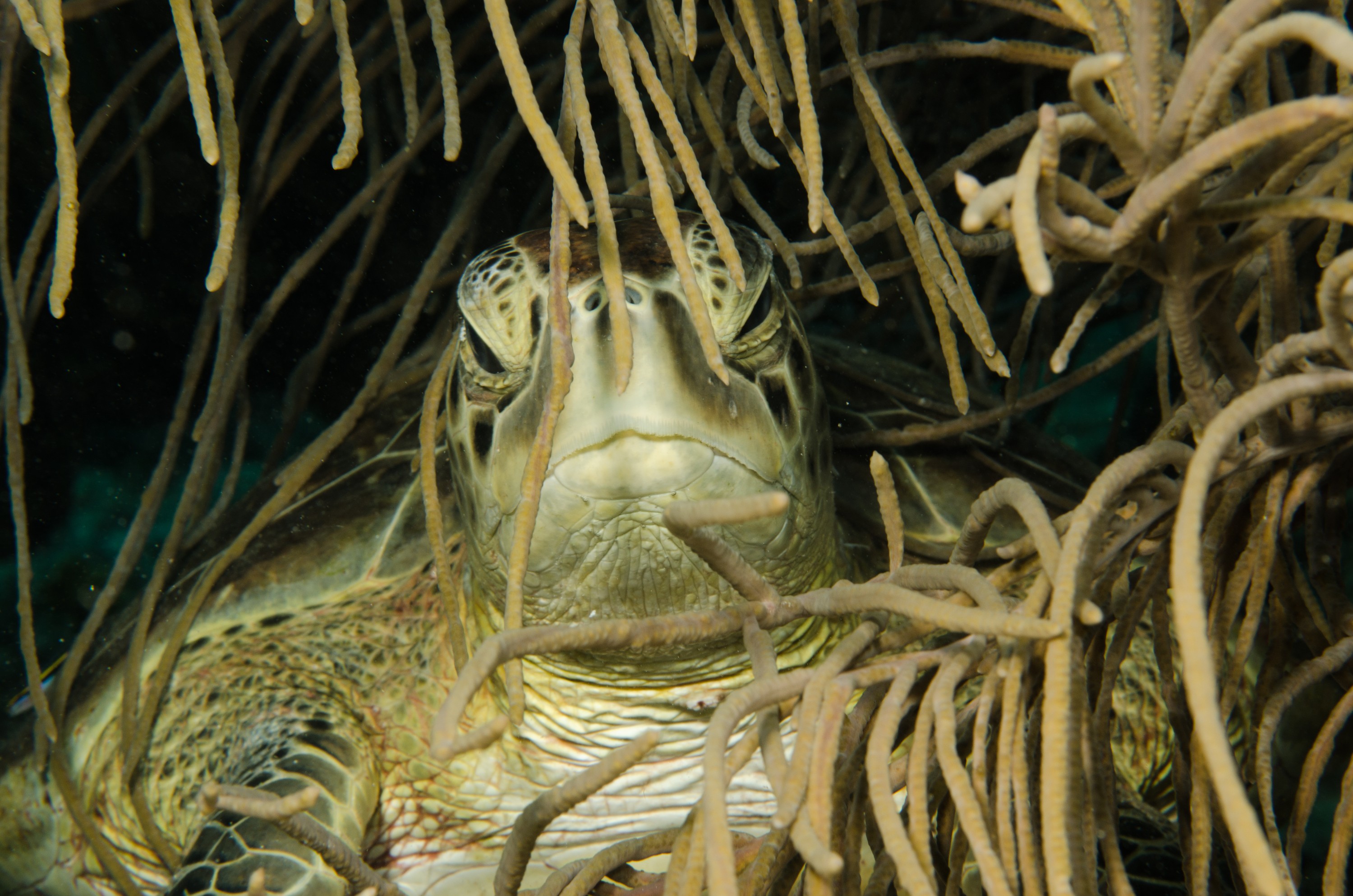DSC_5357 – Bonaire, Marine, Park, Caribbean, crispin, aaus, turtle