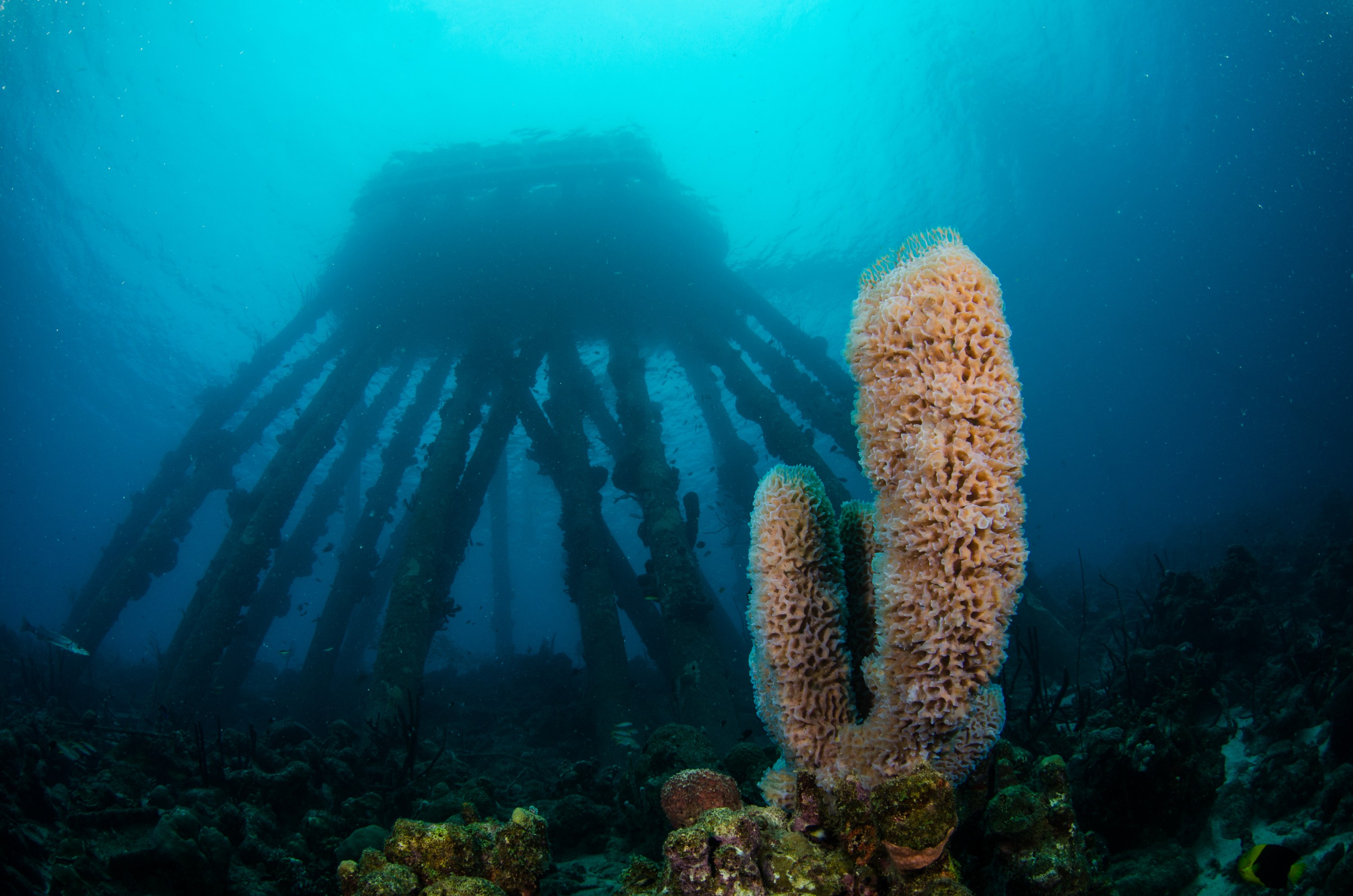 DSC_5615 – Bonaire, Marine, Park, Caribbean, crispin, aaus, Salt, Pier