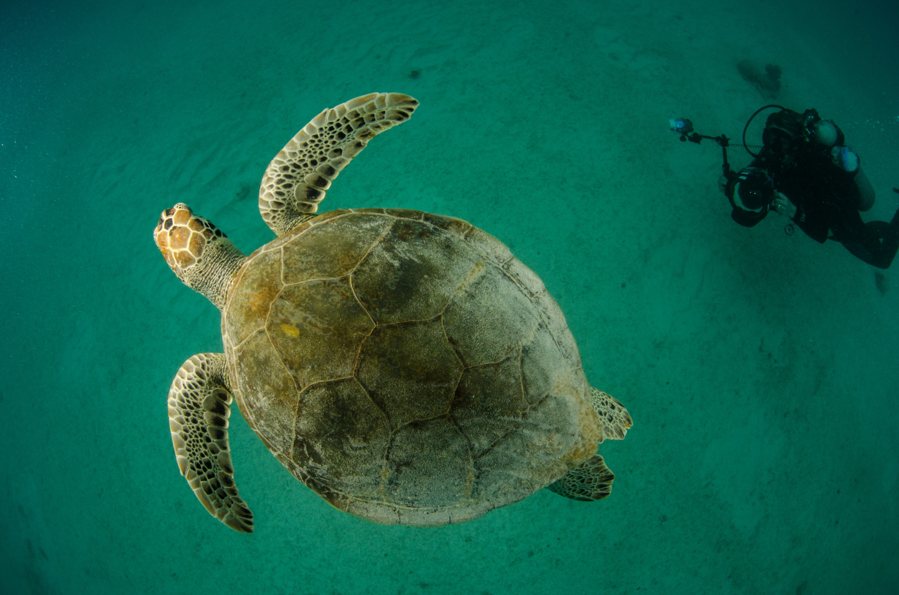 DSC_5690 – Bonaire, Marine, Park, Caribbean, crispin, aaus, turtle