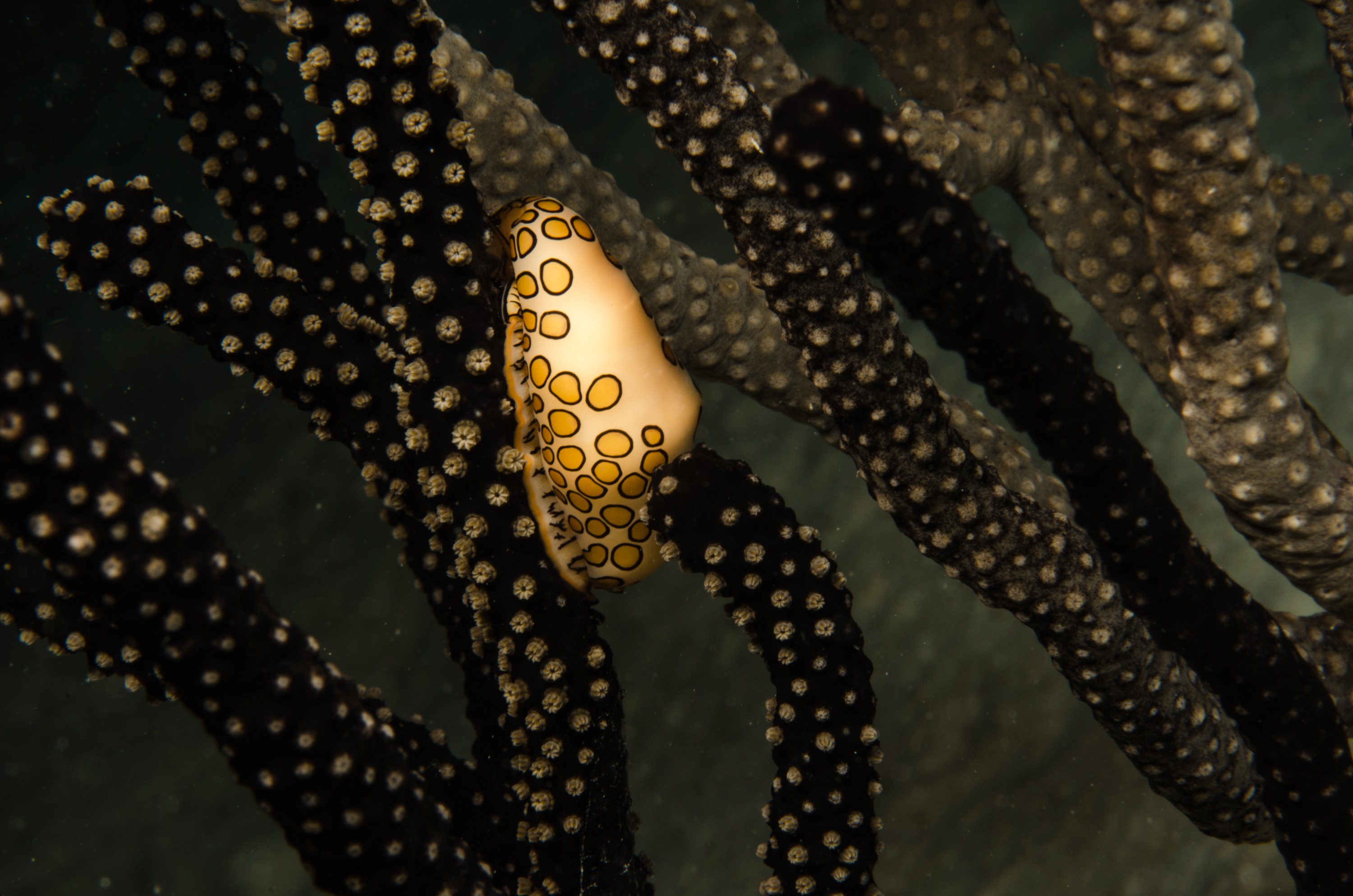 DSC_5882 – Bonaire, Marine, Park, Caribbean, crispin, aaus, flamingo, tongue