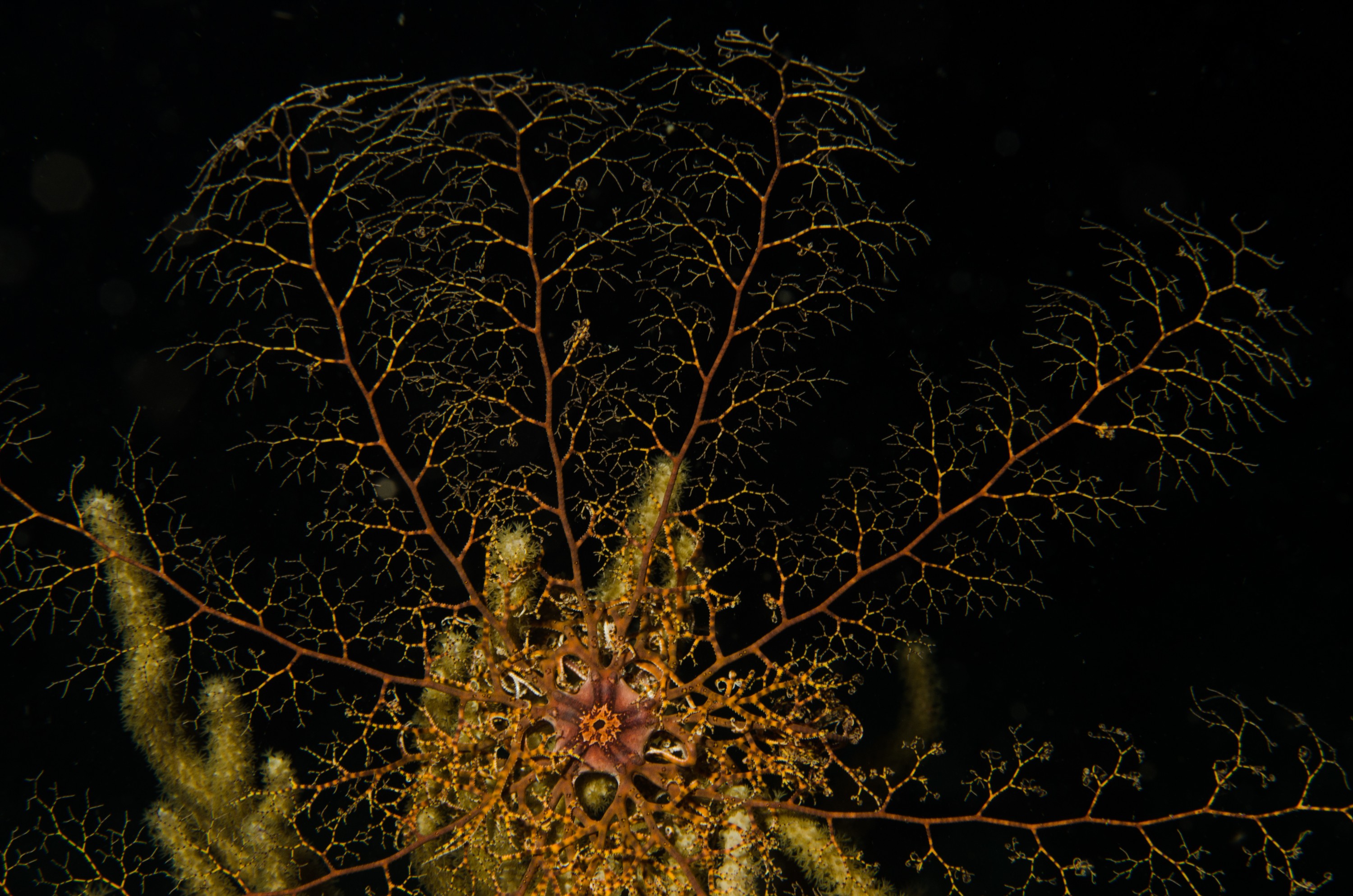 DSC_5917 – Bonaire, Marine, Park, Caribbean, crispin, aaus, Basket, star, fish, starfish, night