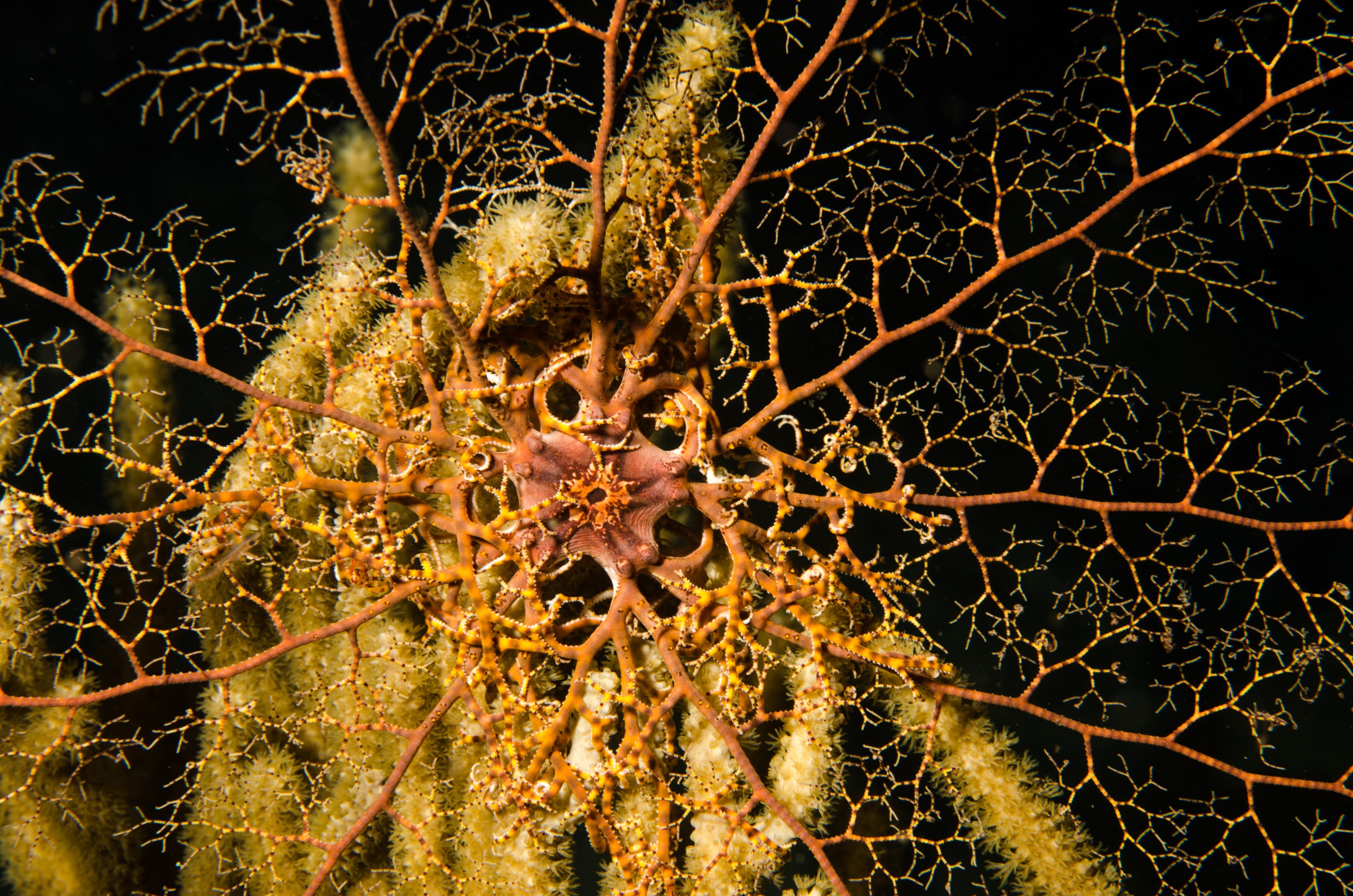 DSC_5920 – Bonaire, Marine, Park, Caribbean, crispin, aaus, Basket, star, fish, starfish, night